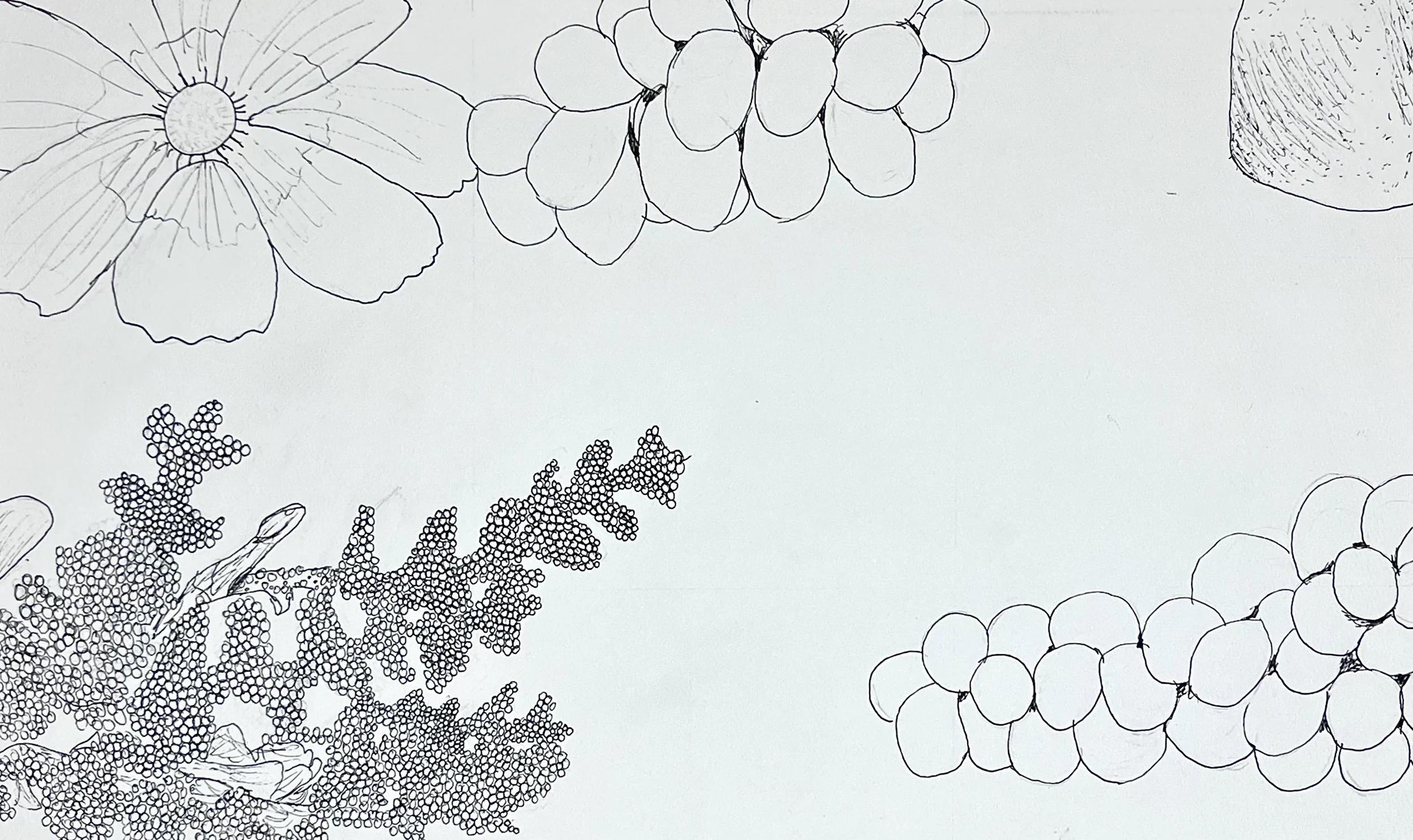 Priscilla H - Fruits & Flower