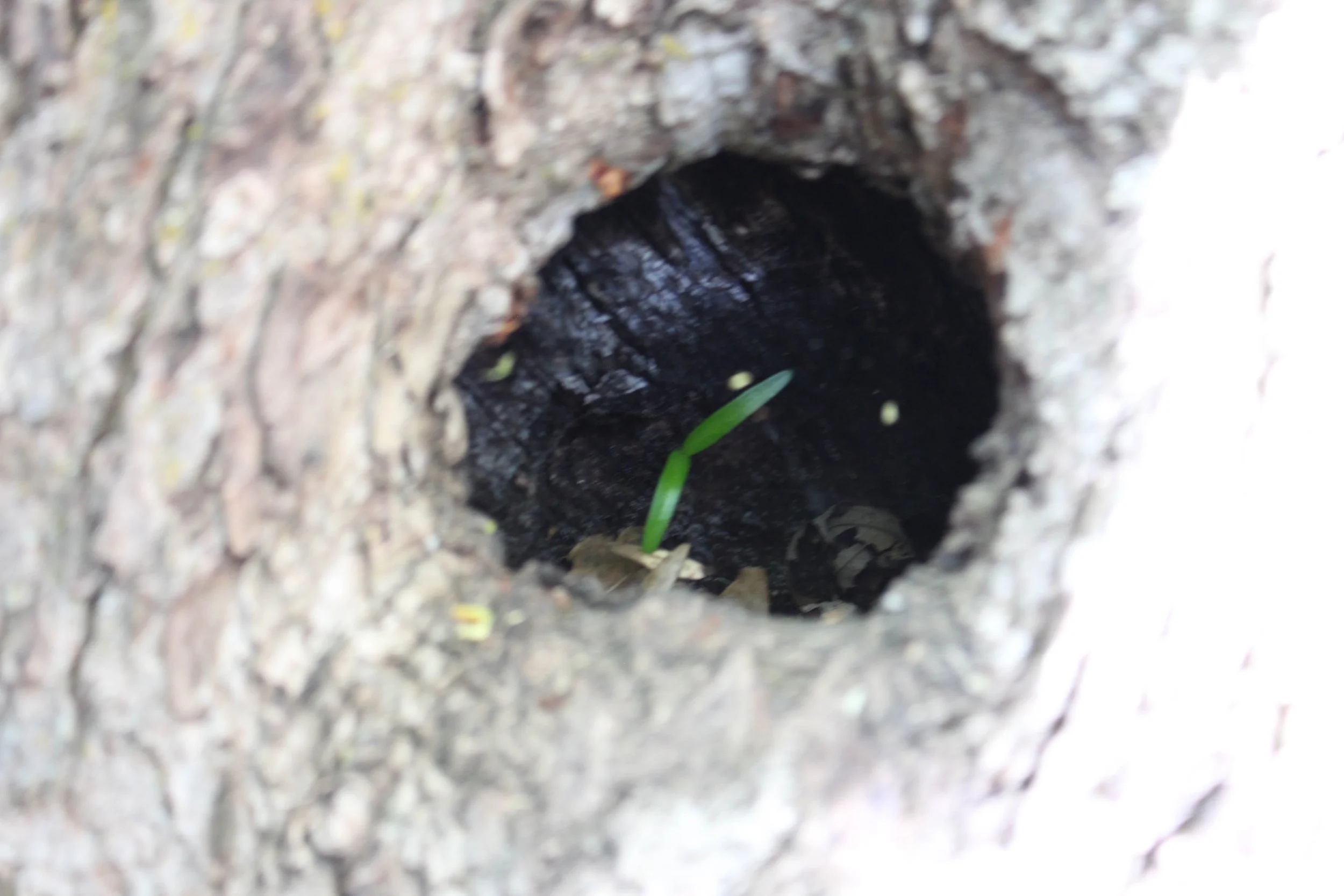 Ruby G. - The Knothole