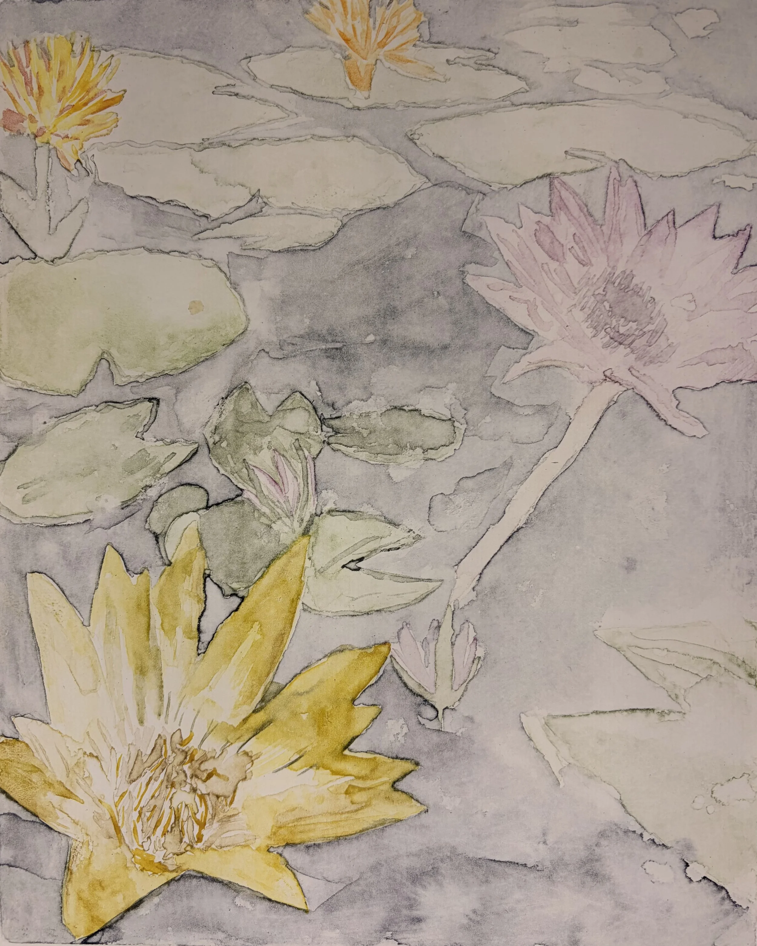 Mathilda S - Lilypad 