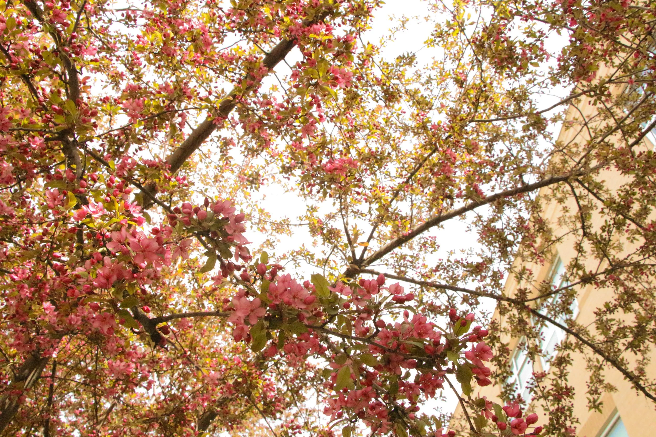 Evelyn P. - April Blossoms