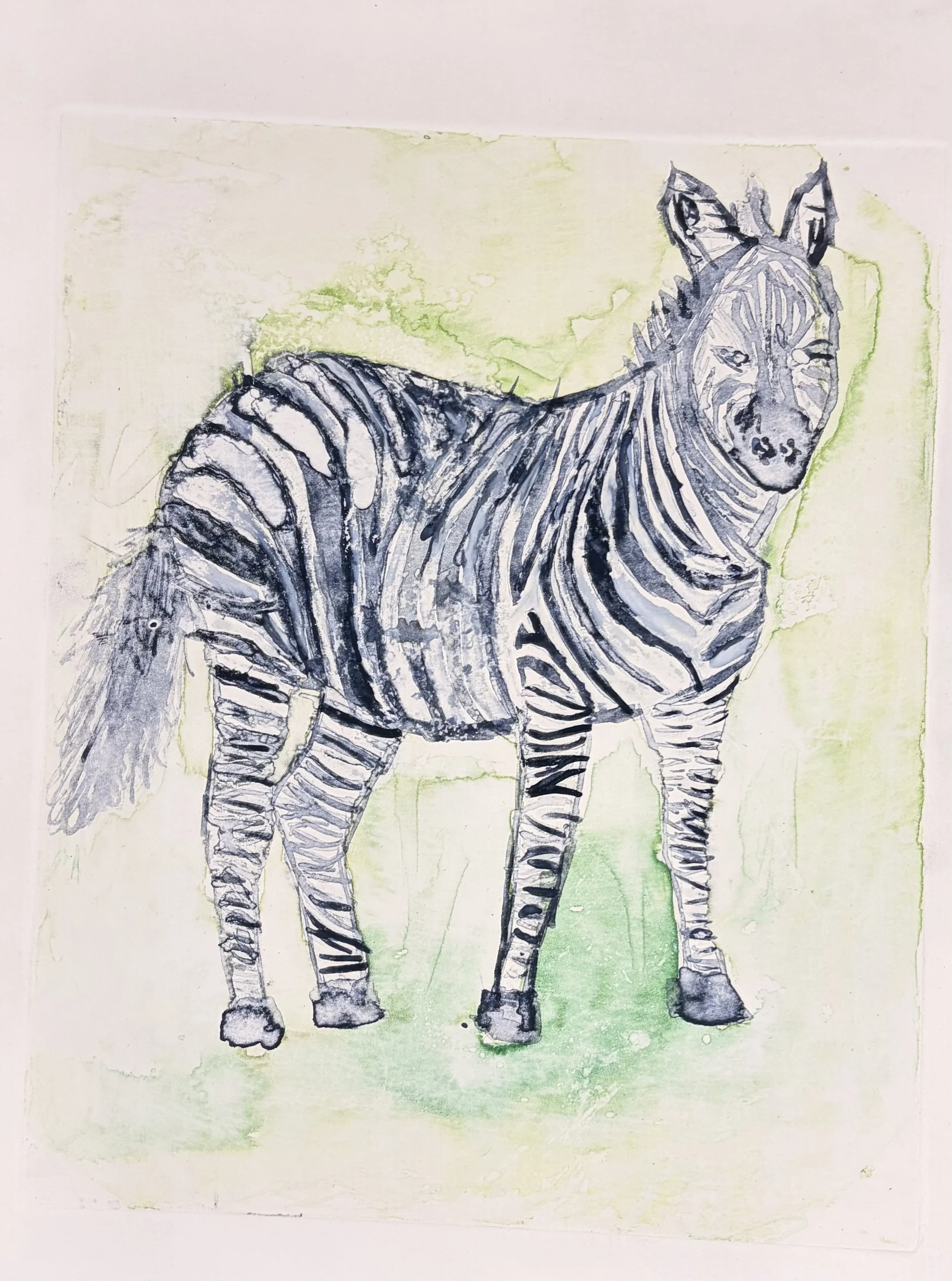 London B - Zebra