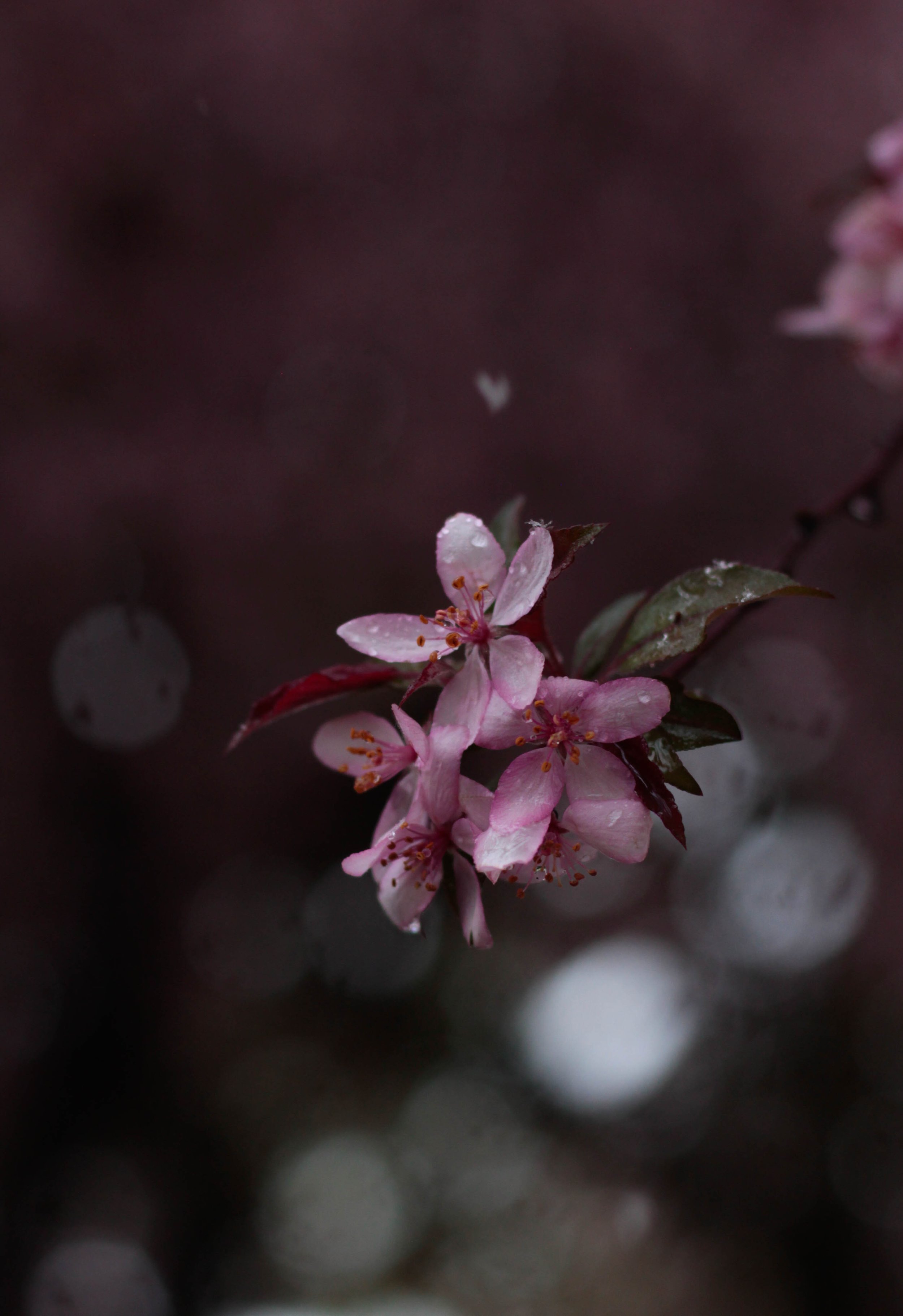 Elise S. - Blossoms in the Snow