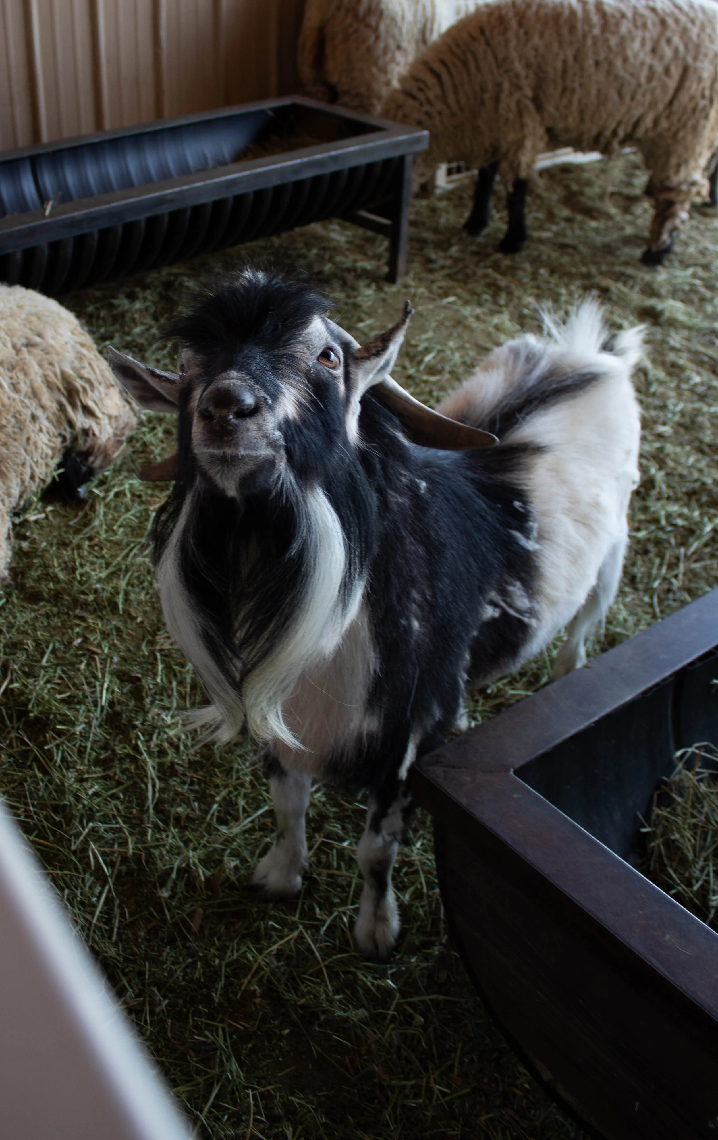 Brianna F. - Goat Love