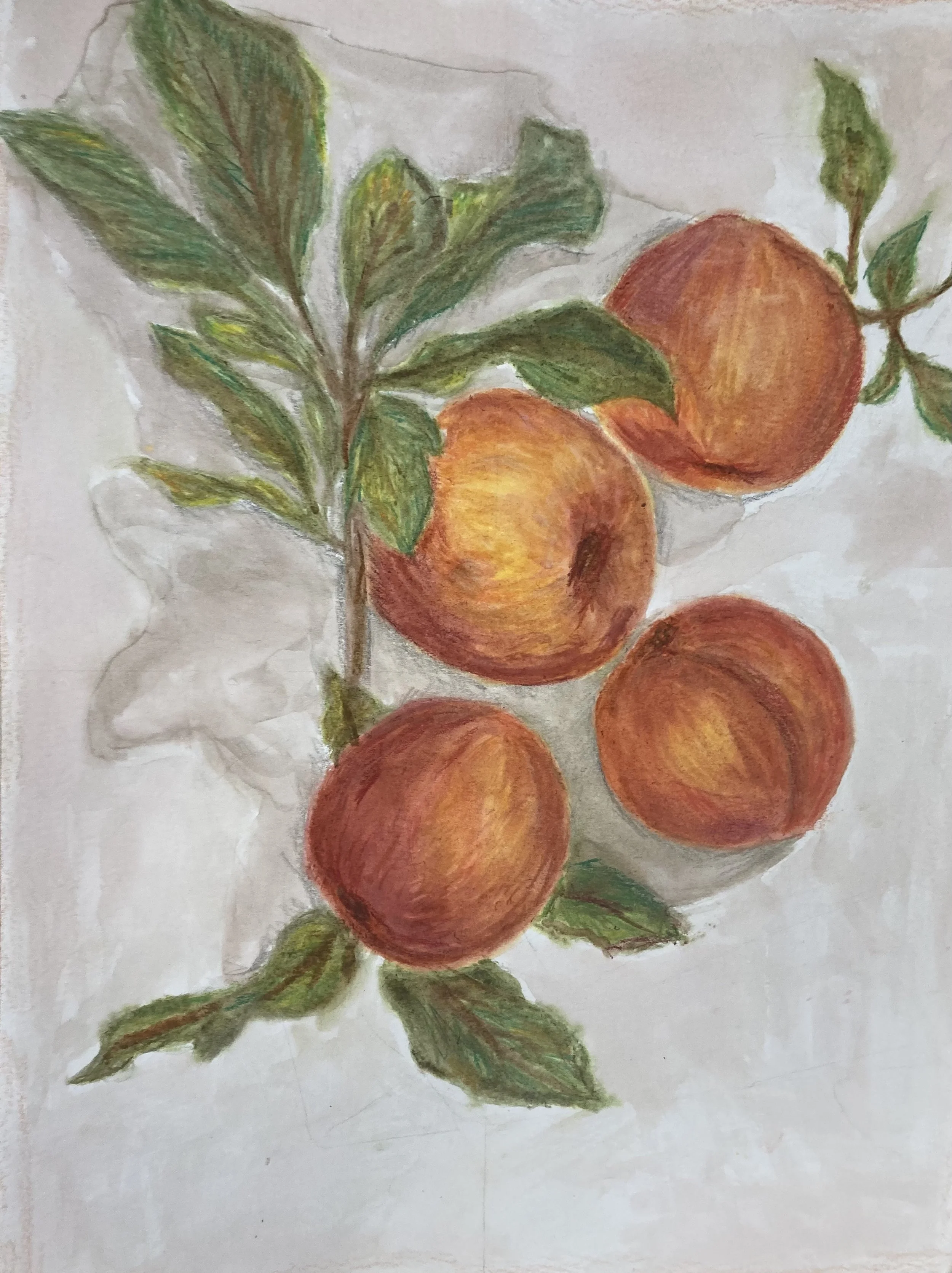 Ada H - Watercolor Peaches