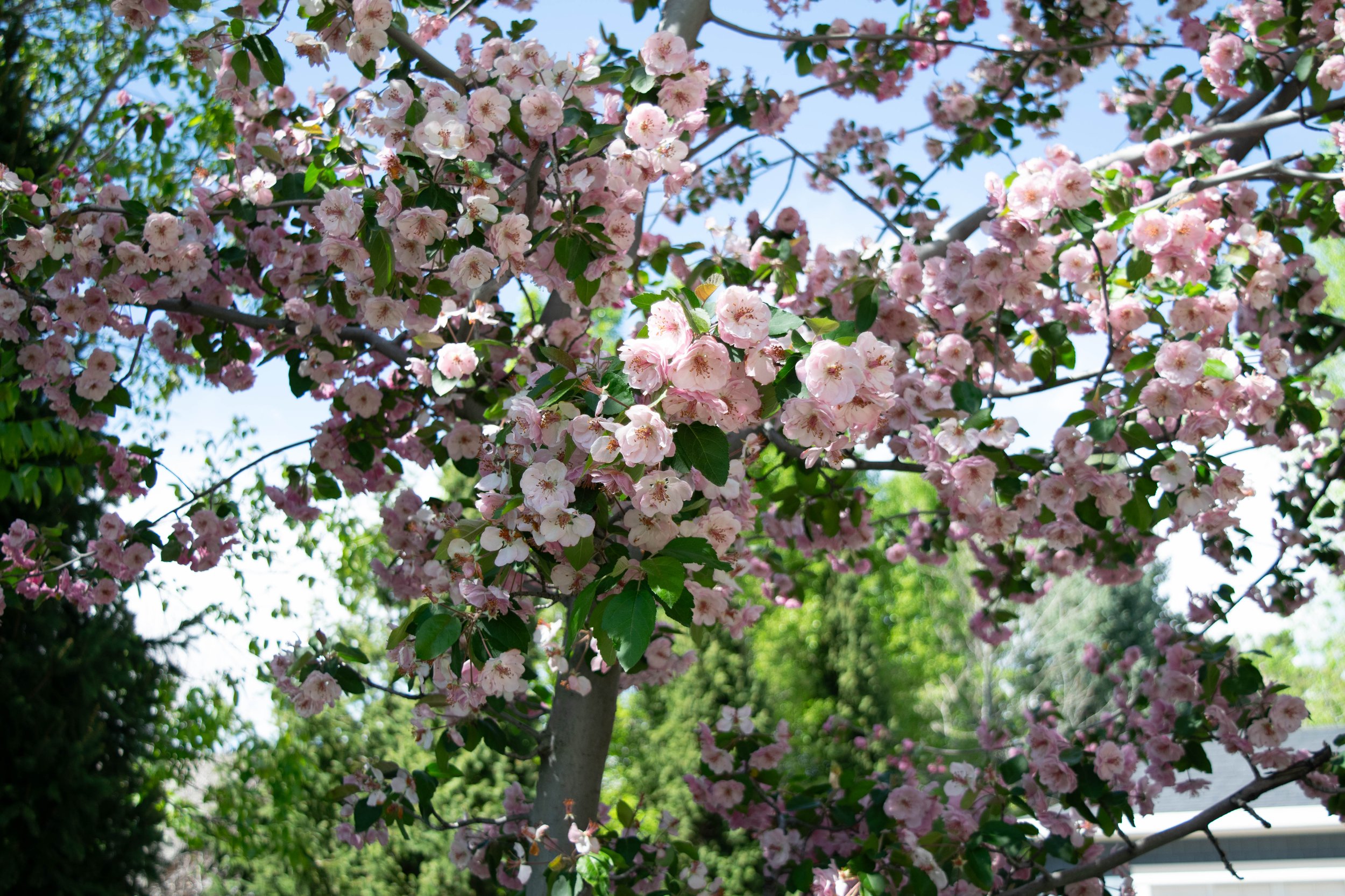 Emma S. - Pink Sunshine