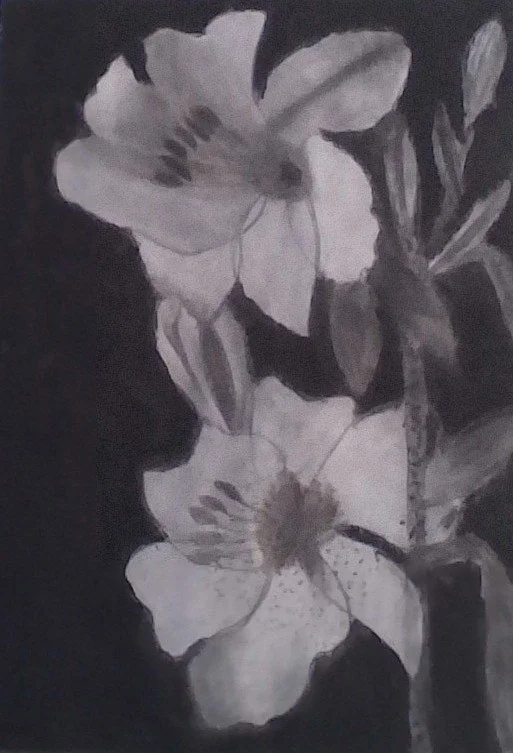 Amelia H - Lillies in Midnight Sun