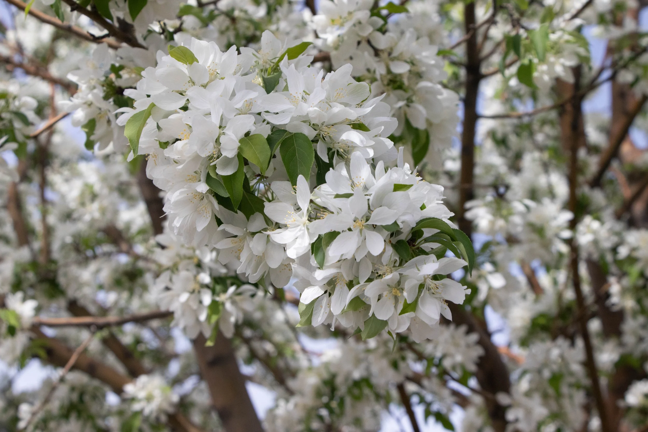 Julian M. - The Beauty of Spring 2