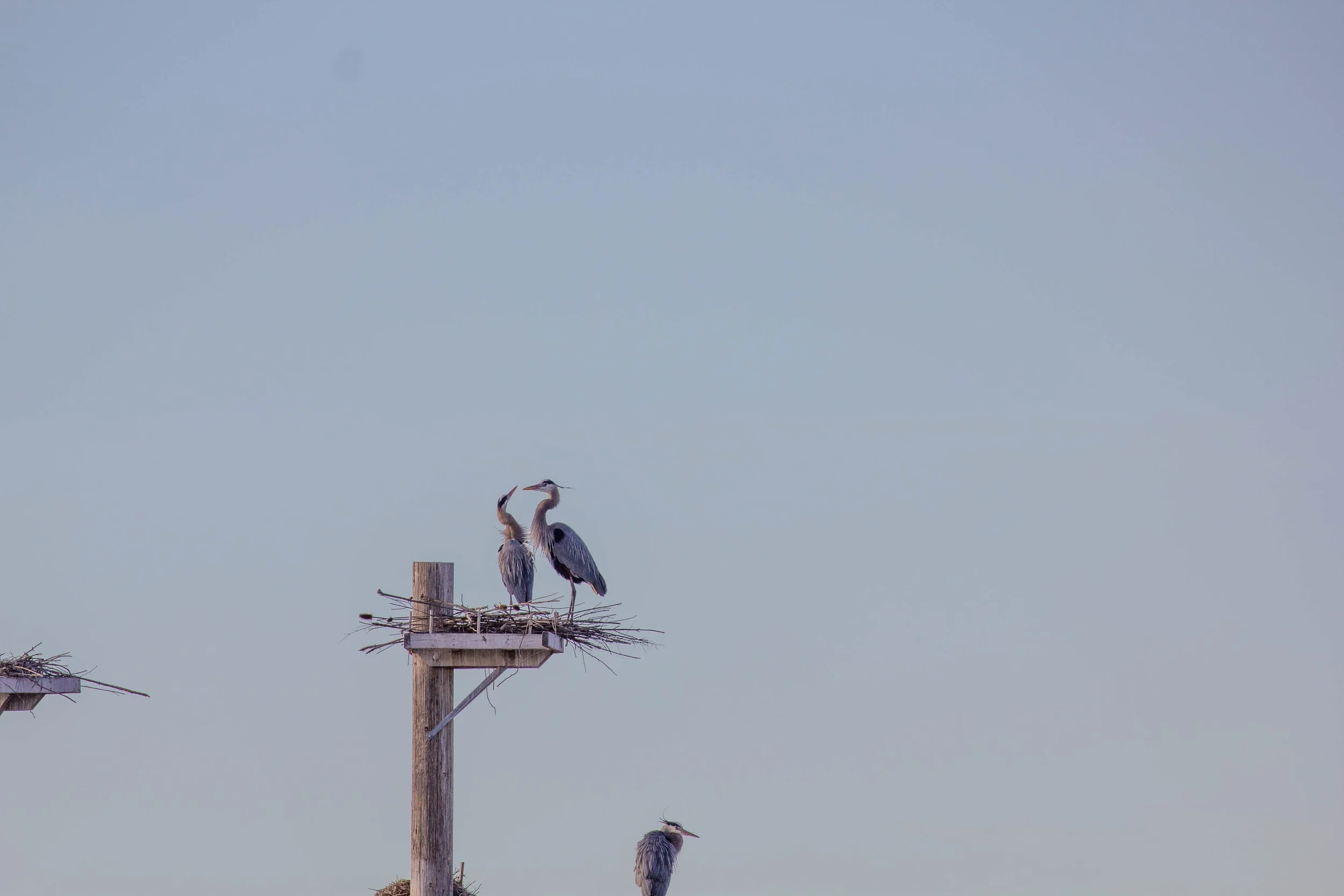 Anna P. - Herons