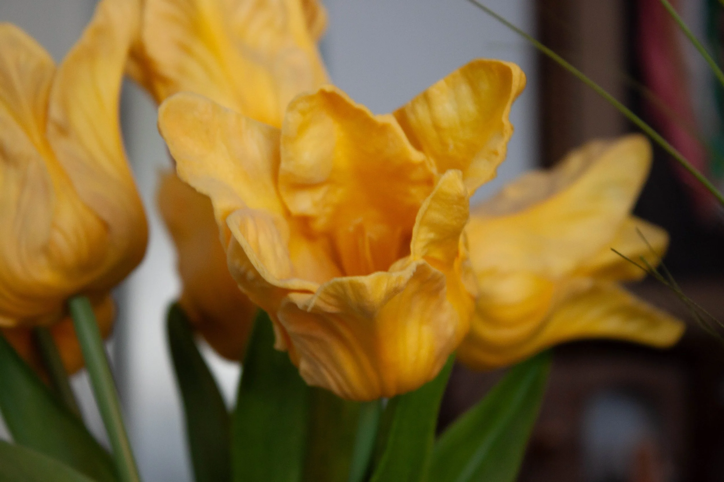Julian M. - Yellow Flowers