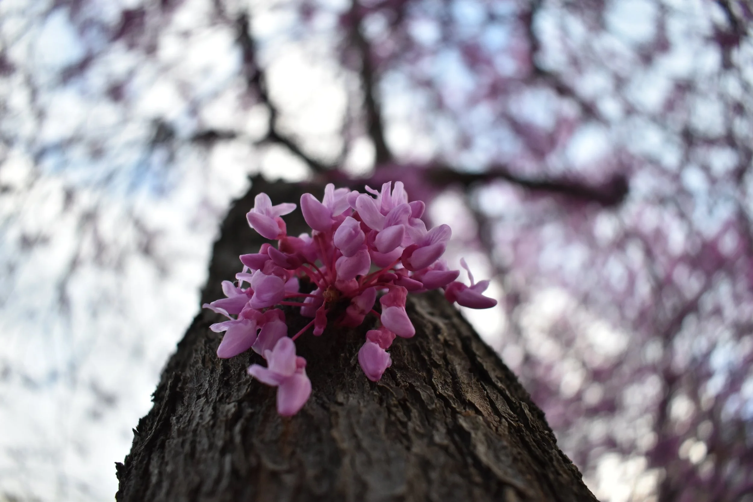 Kadyn M. - Blossoming Eros