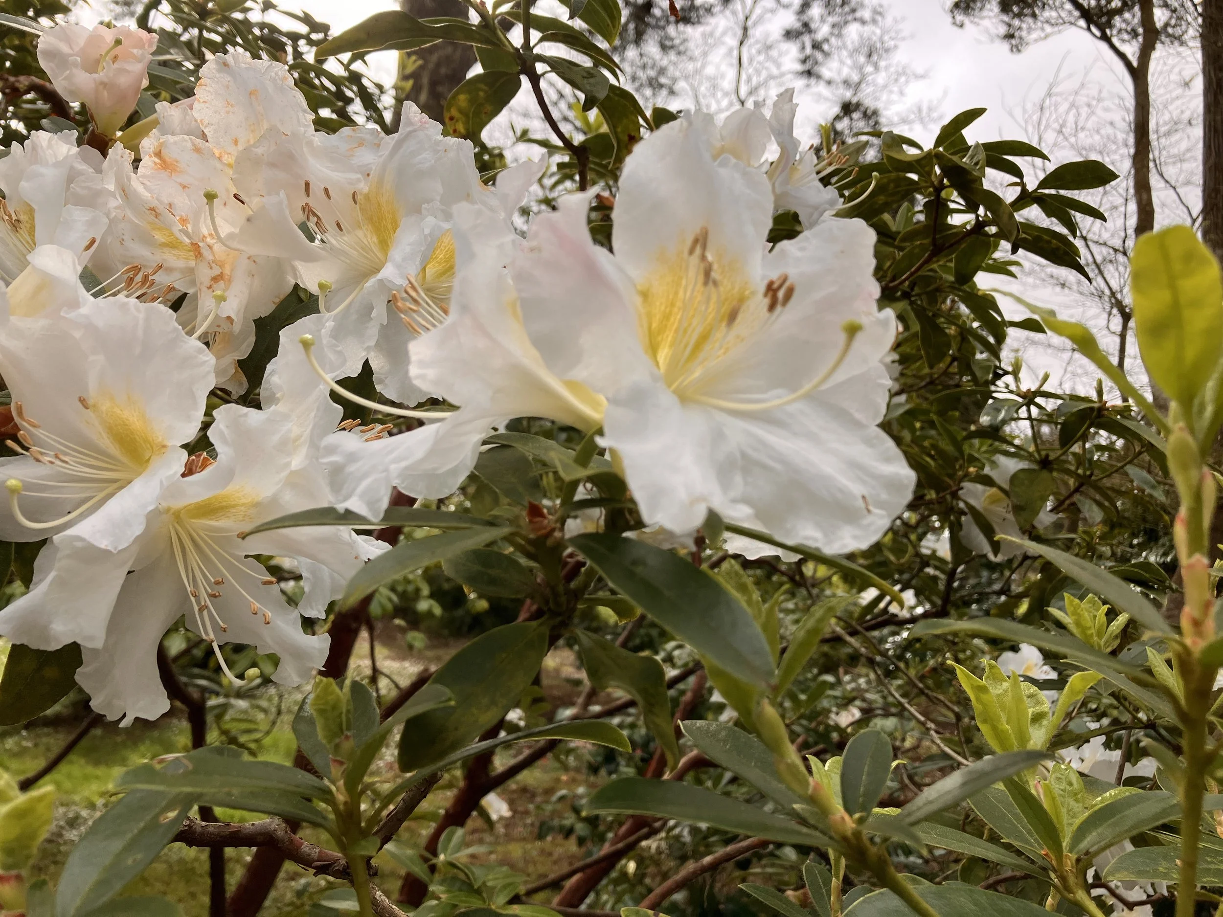 IMG_20260323_190539 (1) (4).jpg