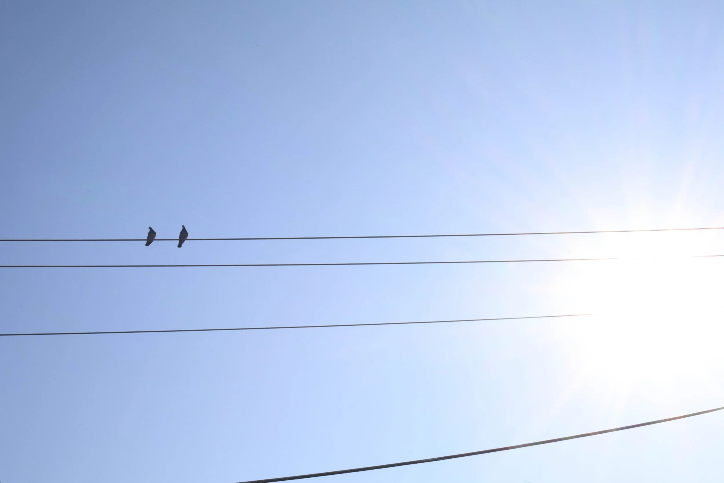 Alyssa L. - Birds of a Feather