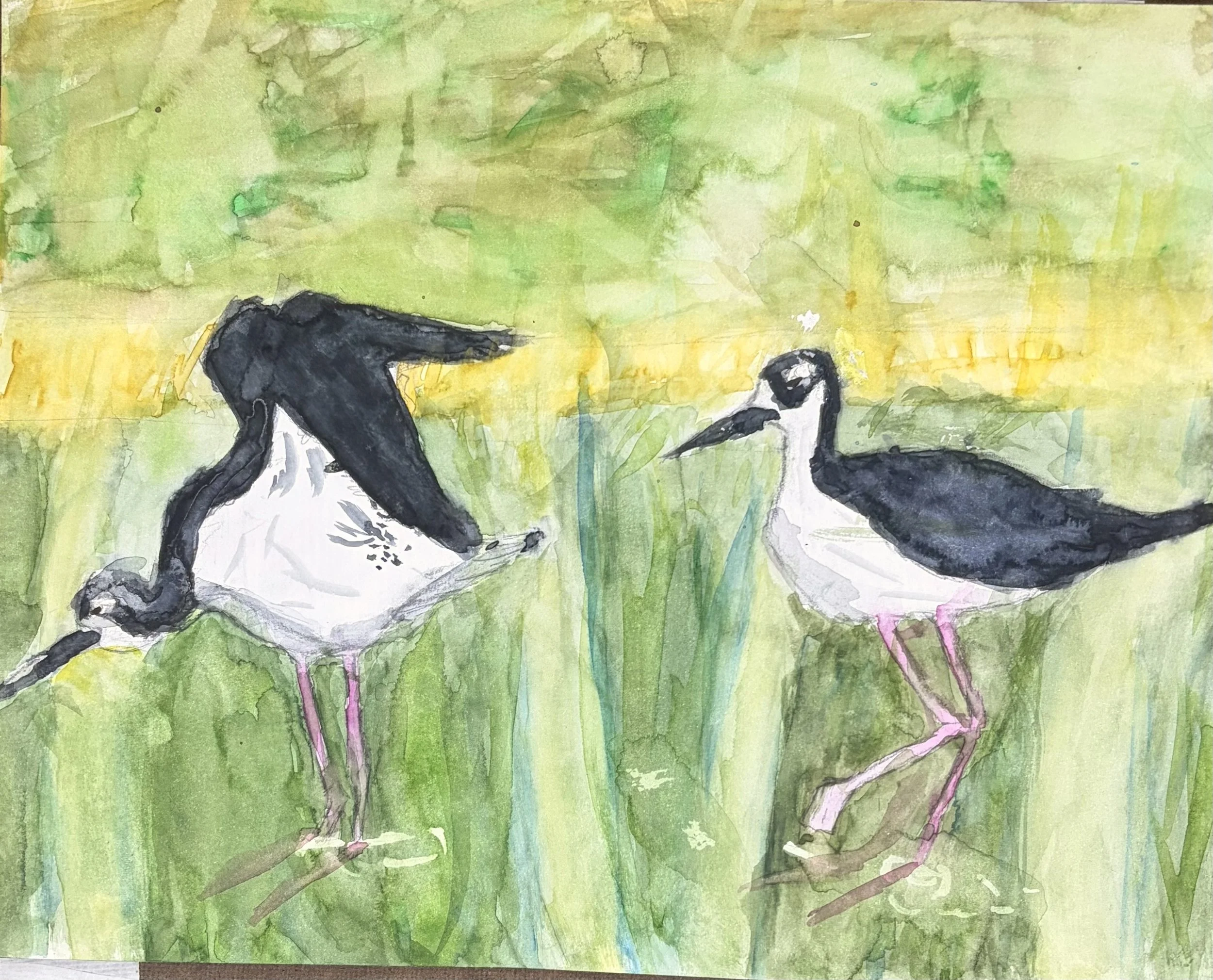 London B - Black necked birds 