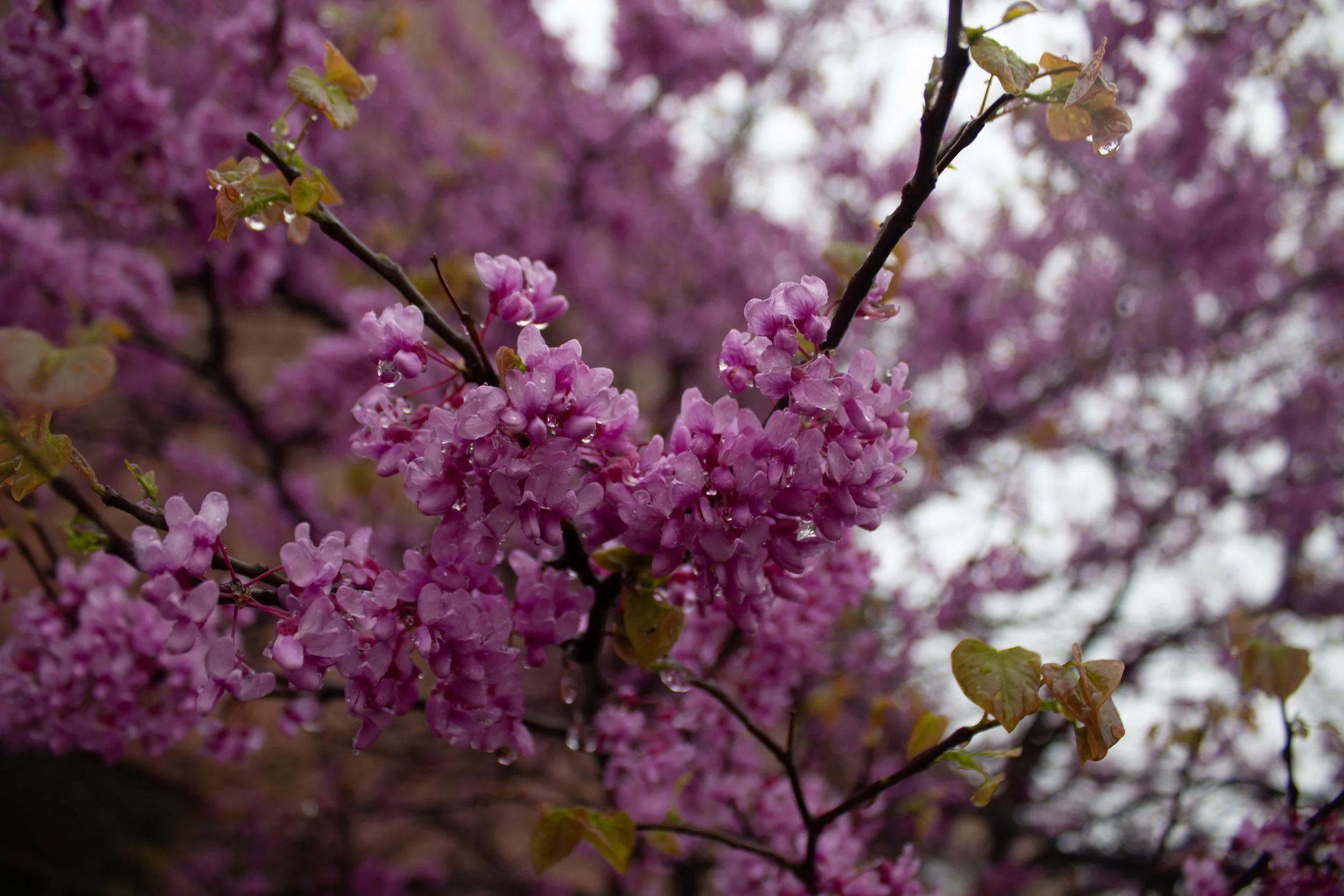 Zander J. - Flowers After Rain