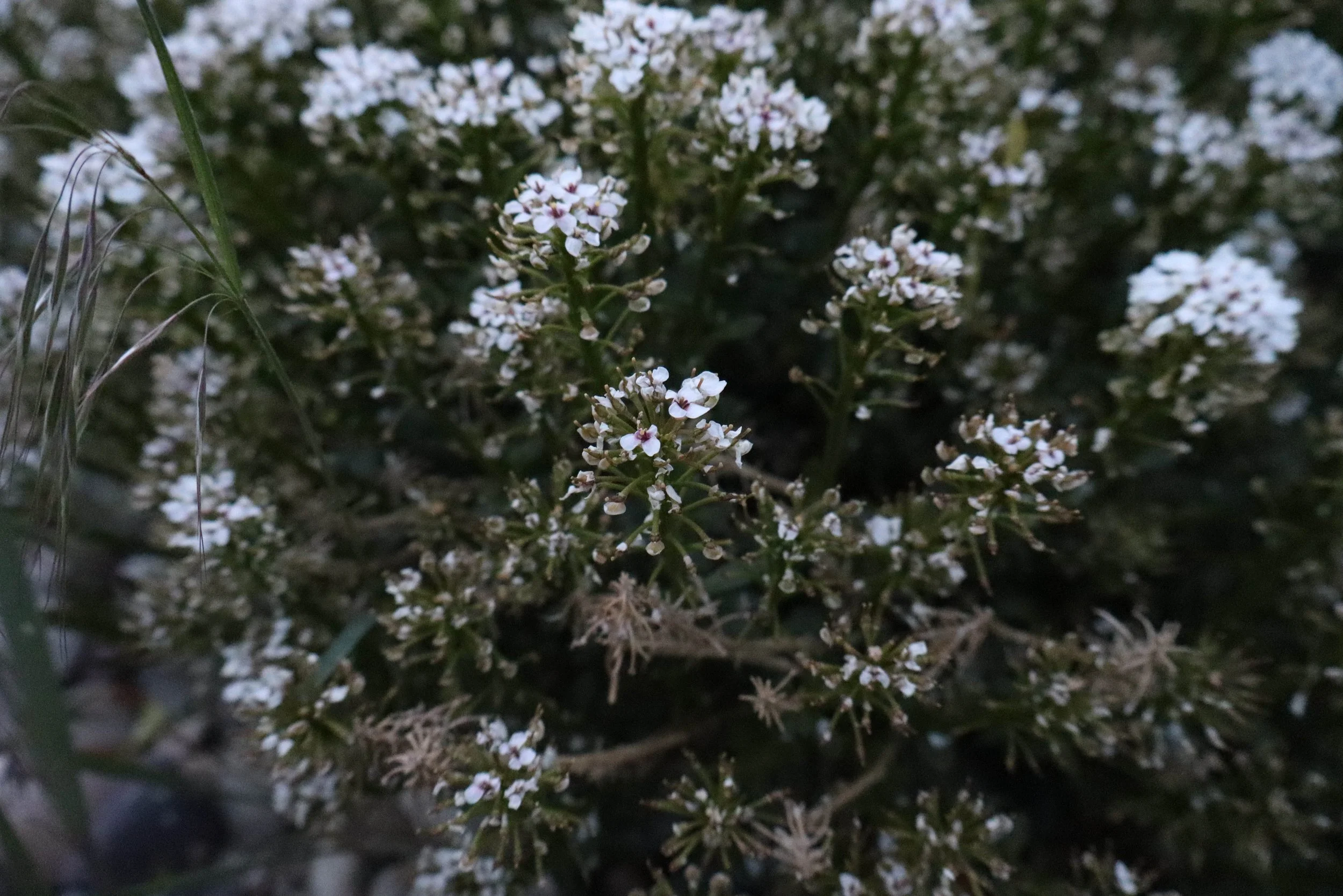 Sydnie G. - Spring Flurries