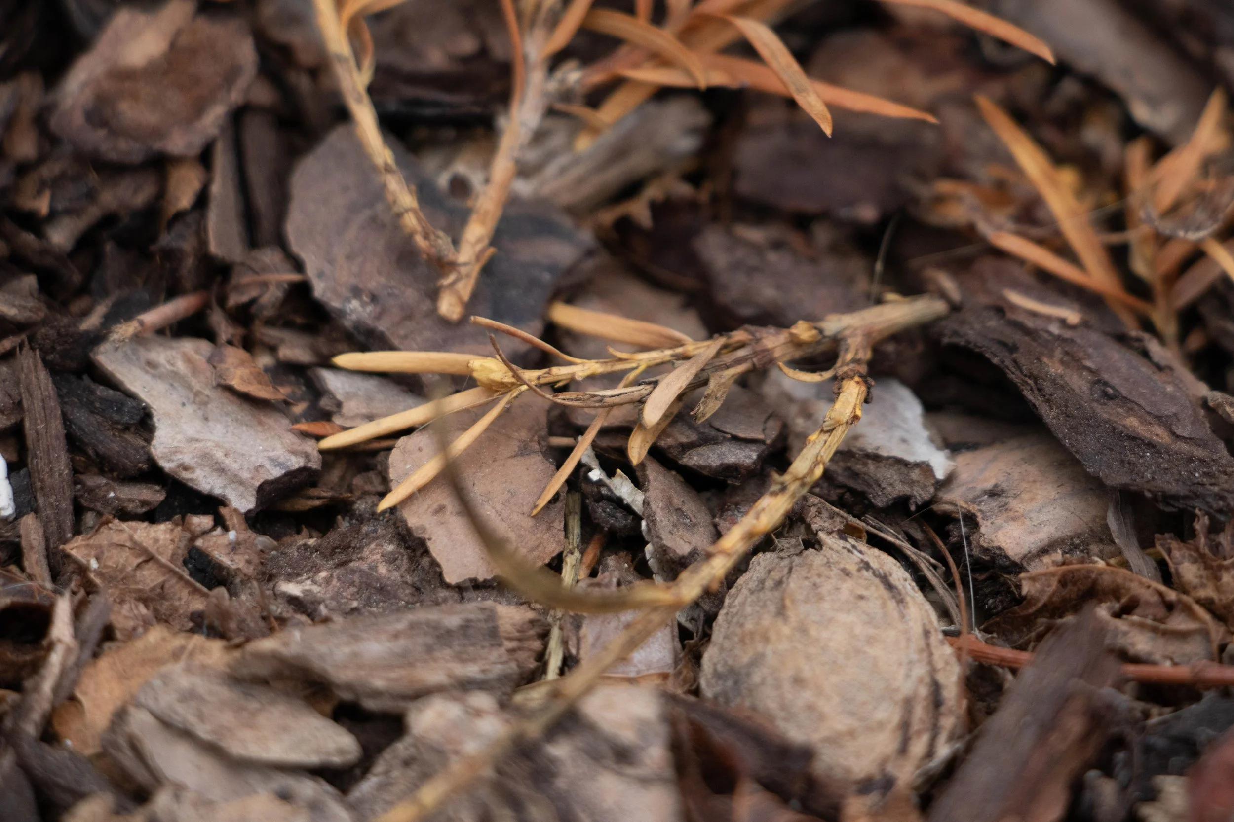 Olivia P. - Textures of the Forest Floor