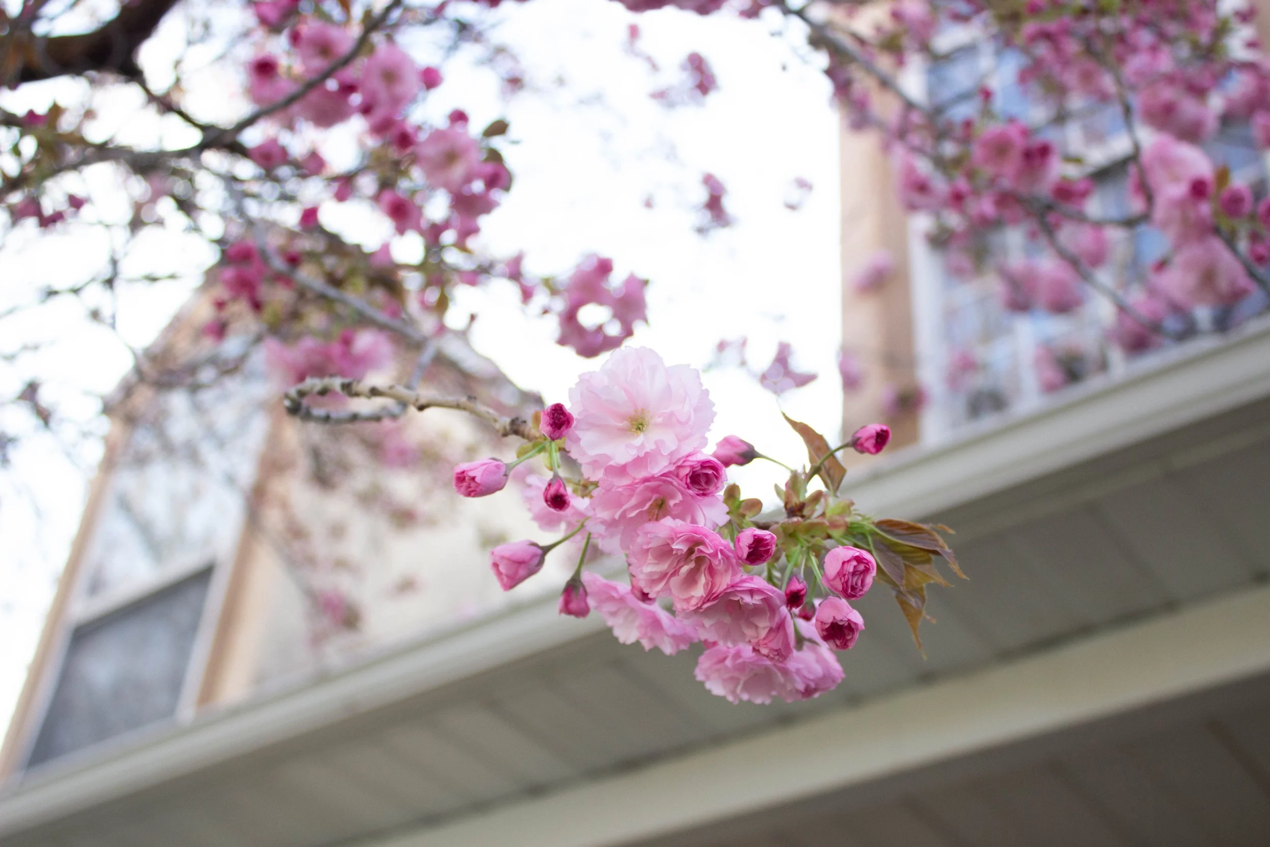 Claire O. - Pink Blossoms