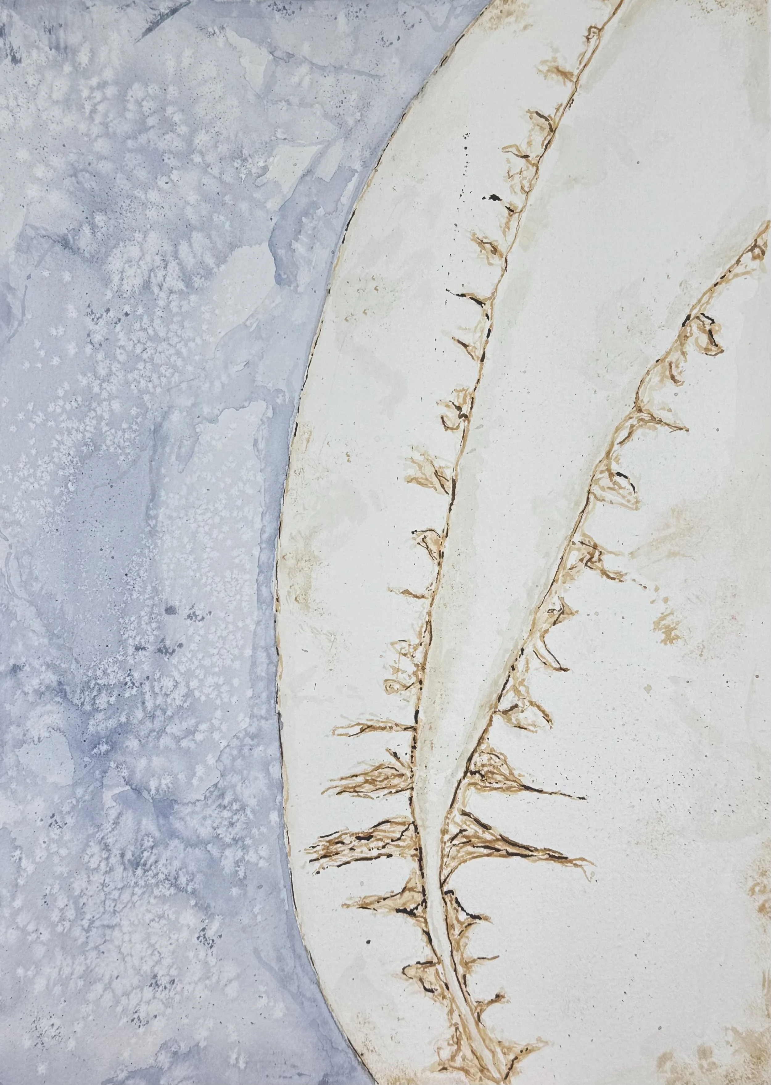 Lauren R - Sea shell