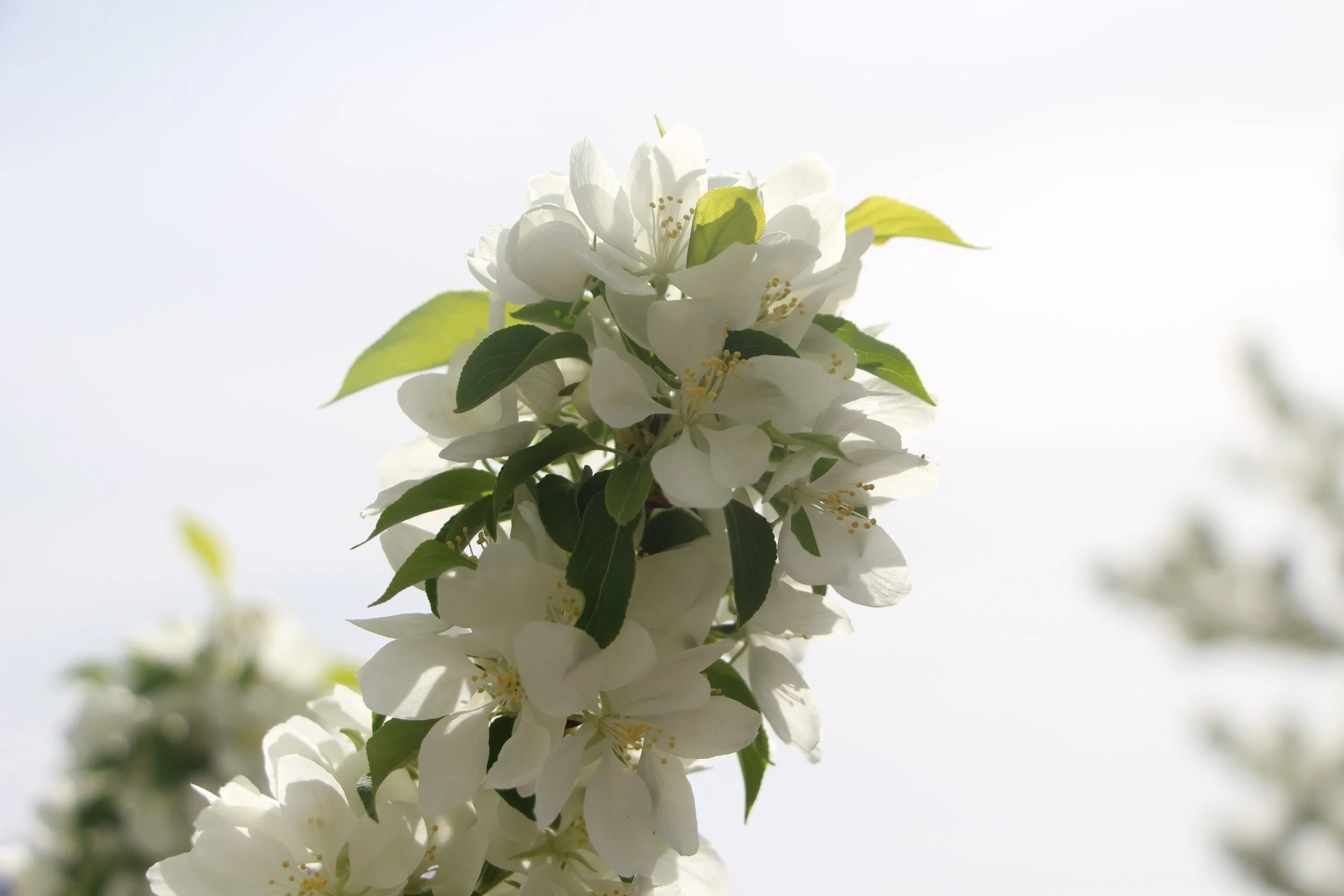Maddison S. - White Flowers