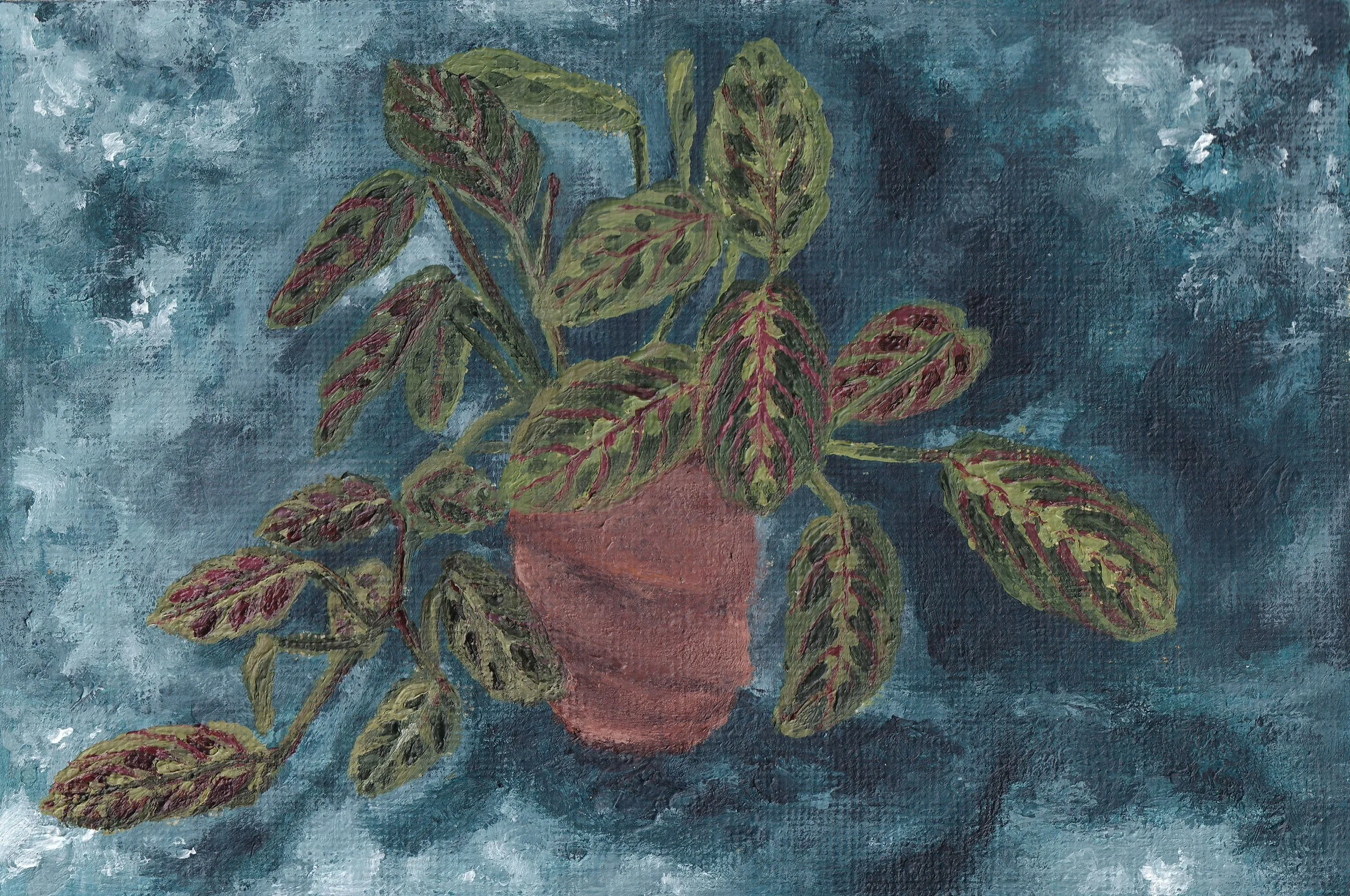 Study #6 | Maranta Leuconeura