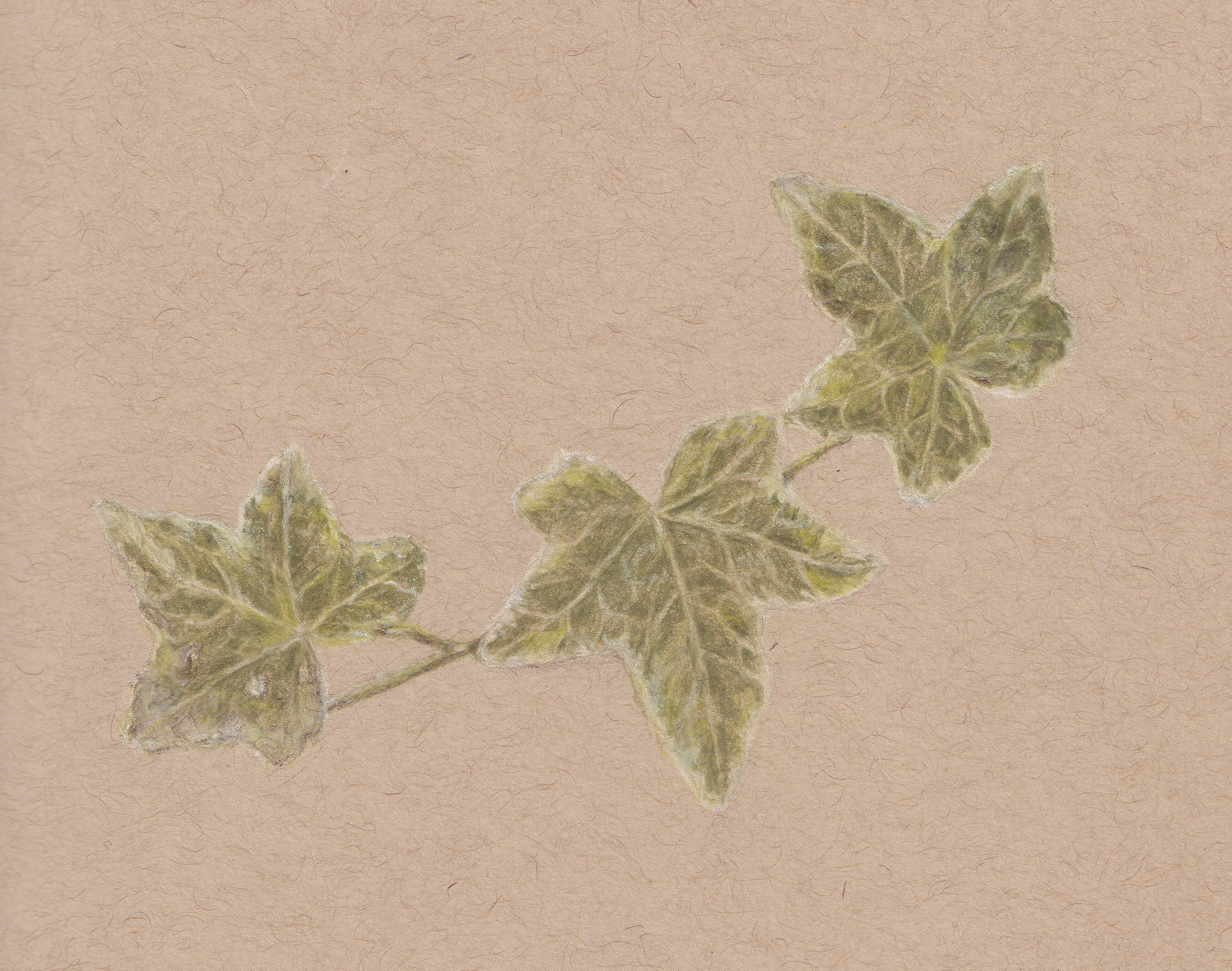 ivy_originalscan.png