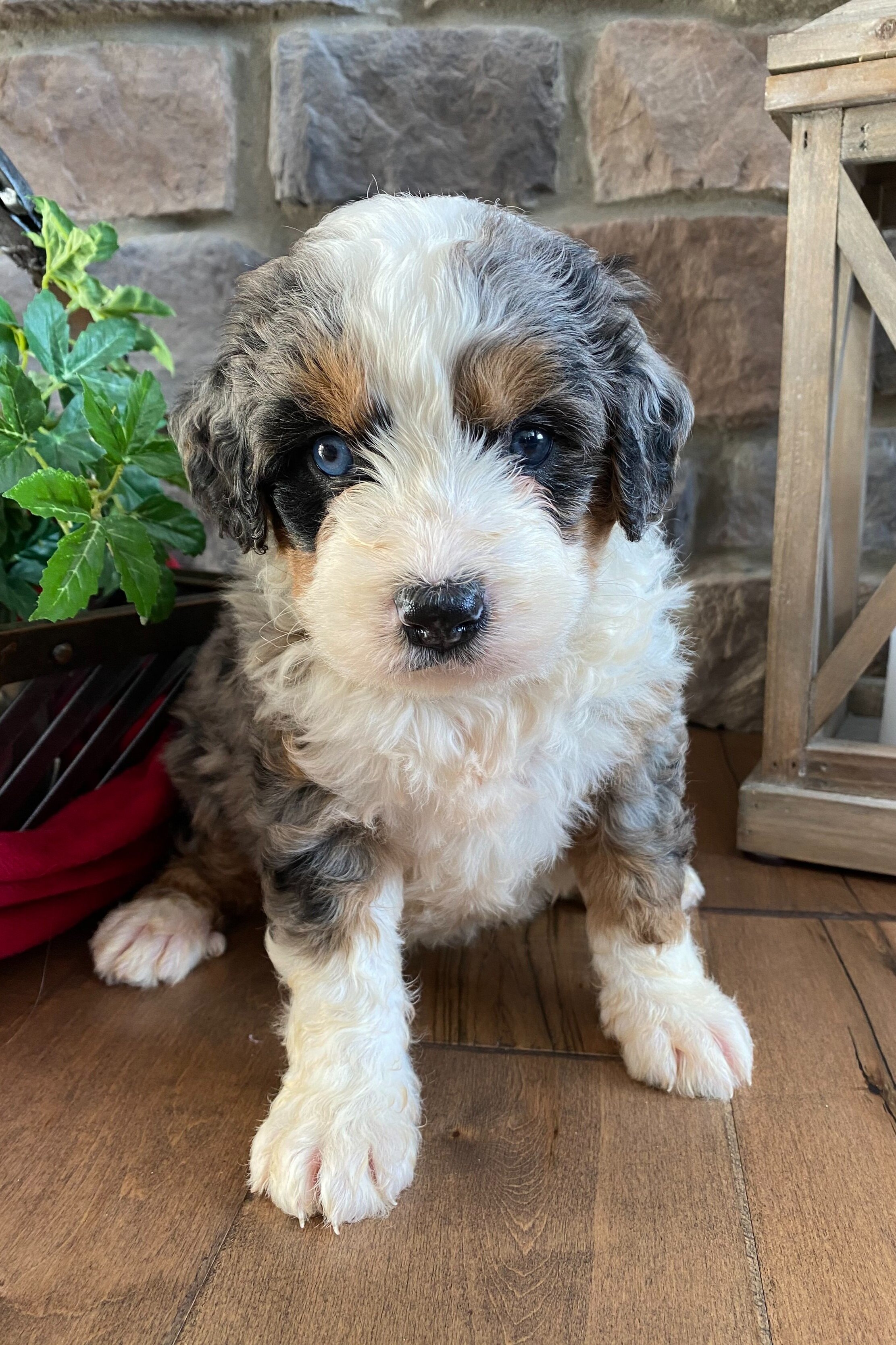 bernedoodle merle