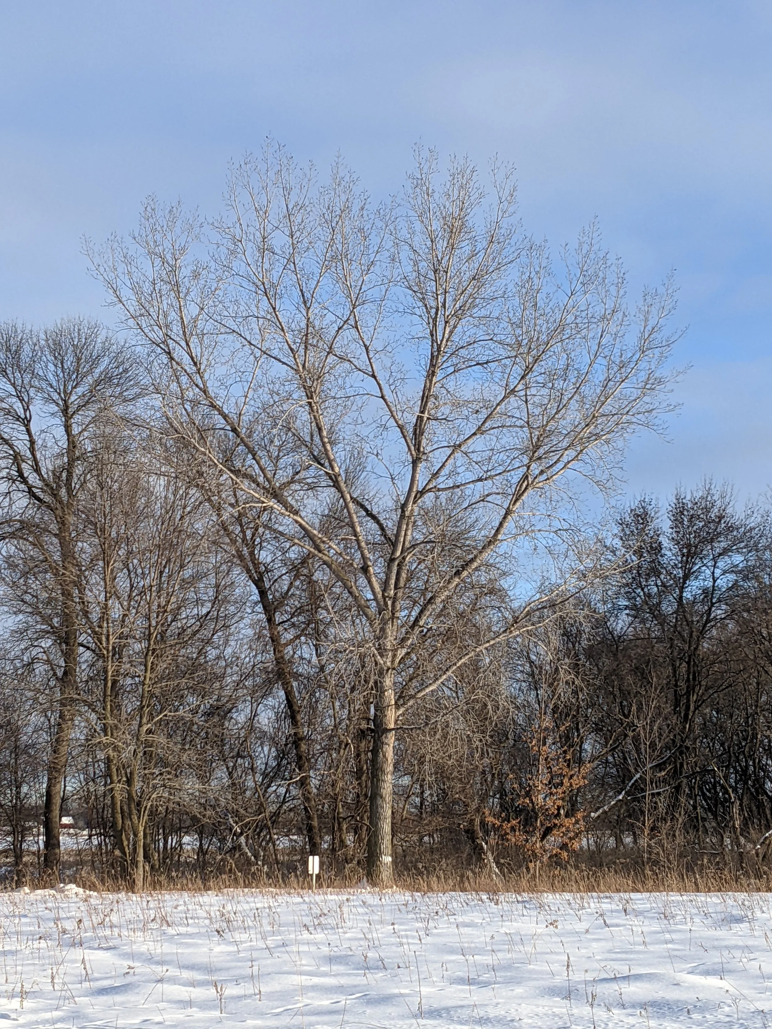tree2.jpeg