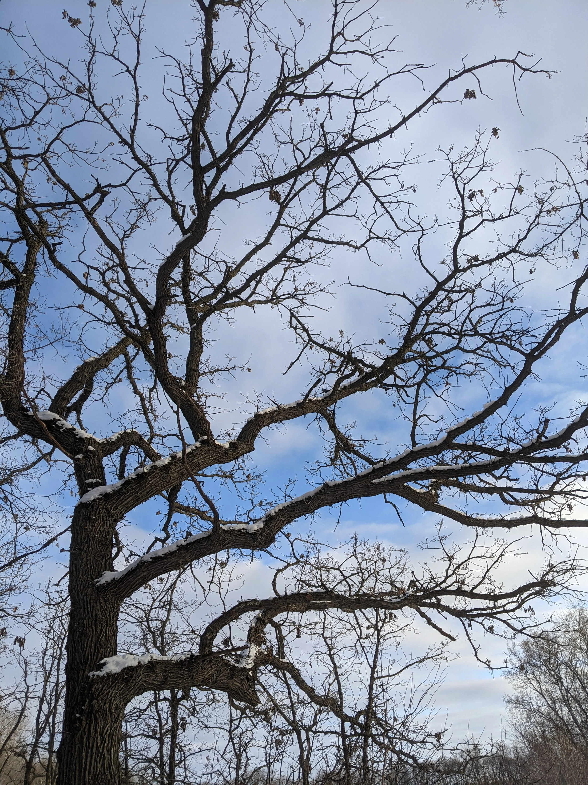 tree3.jpeg