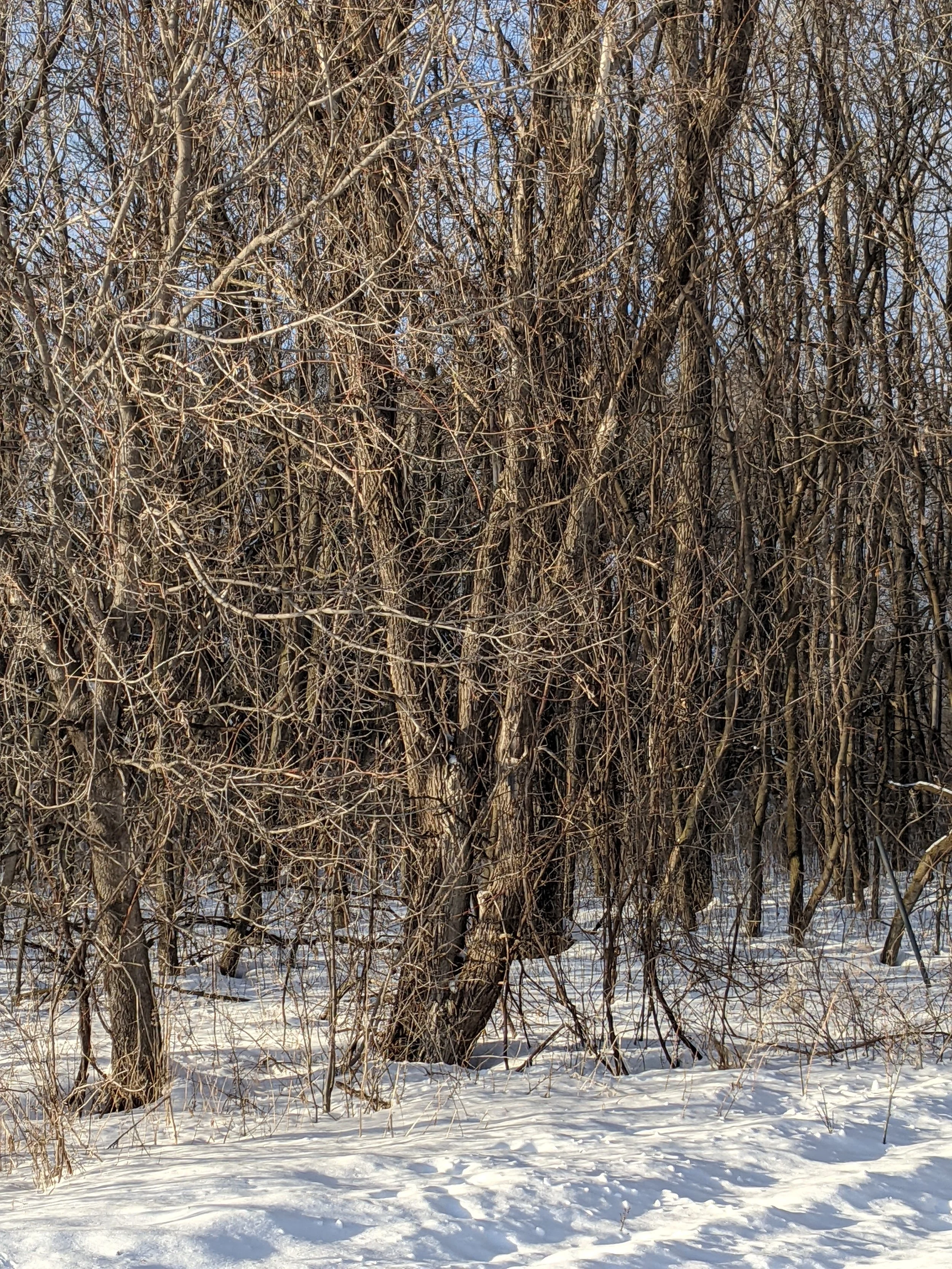 tree4.jpeg