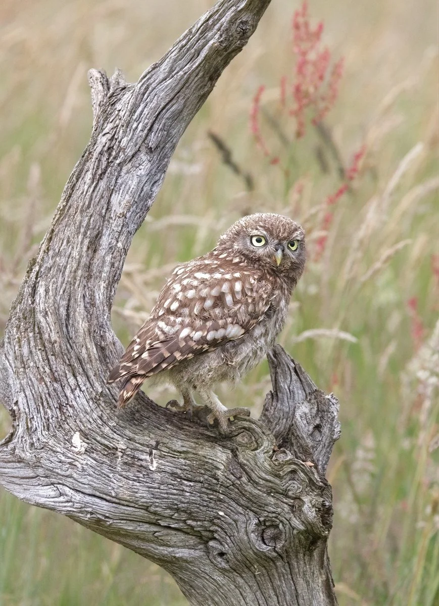 little owlet.jpg