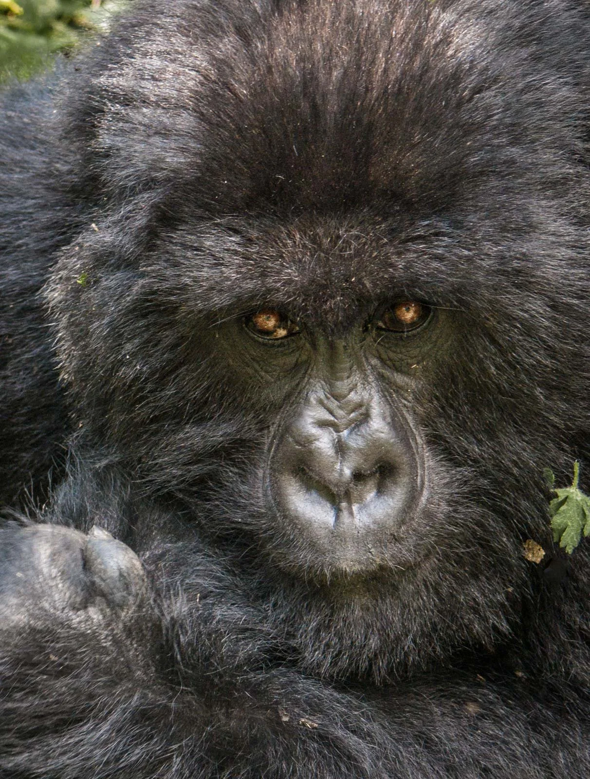 1.Rwandan mountain gorilla.jpg