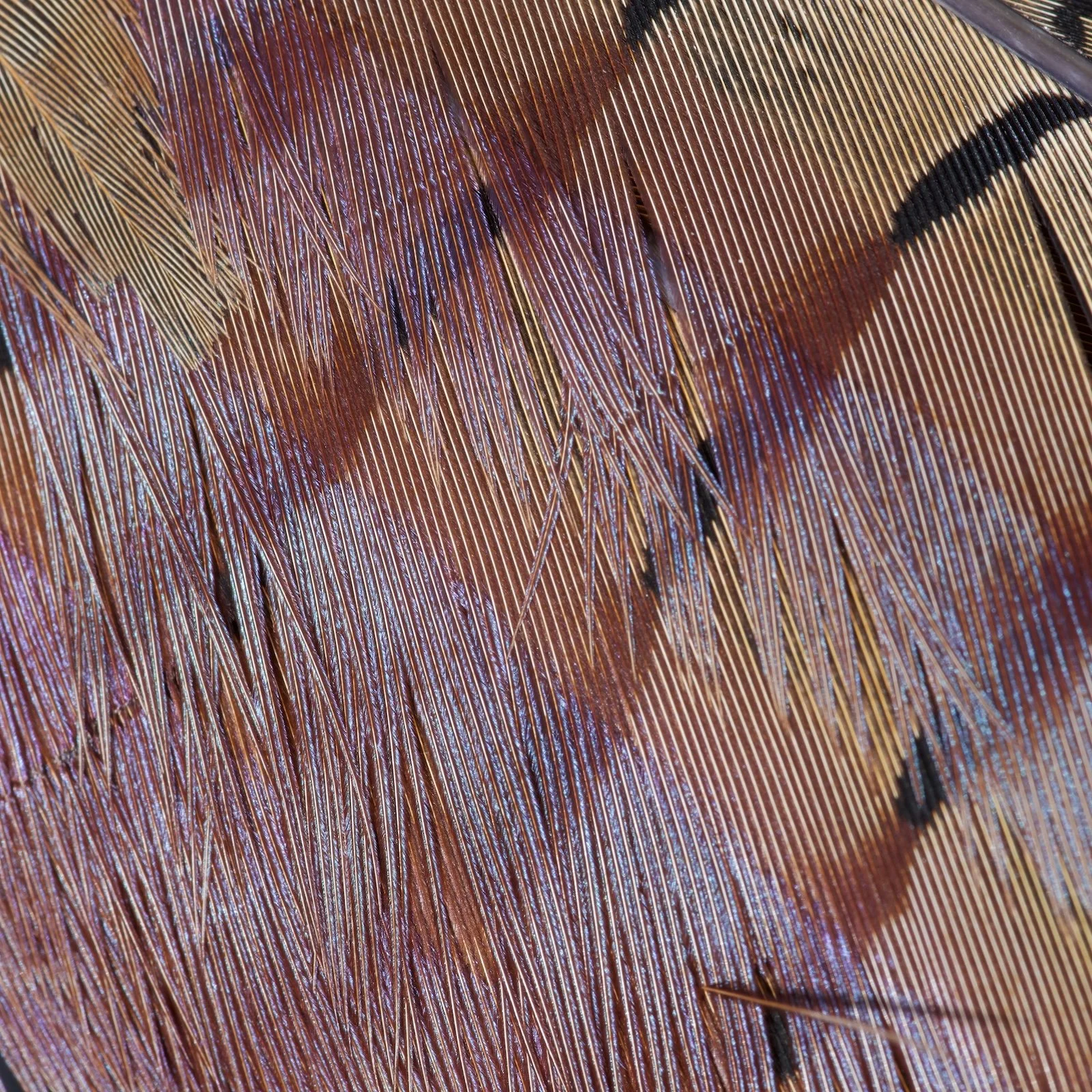 Pheasant feather.jpeg