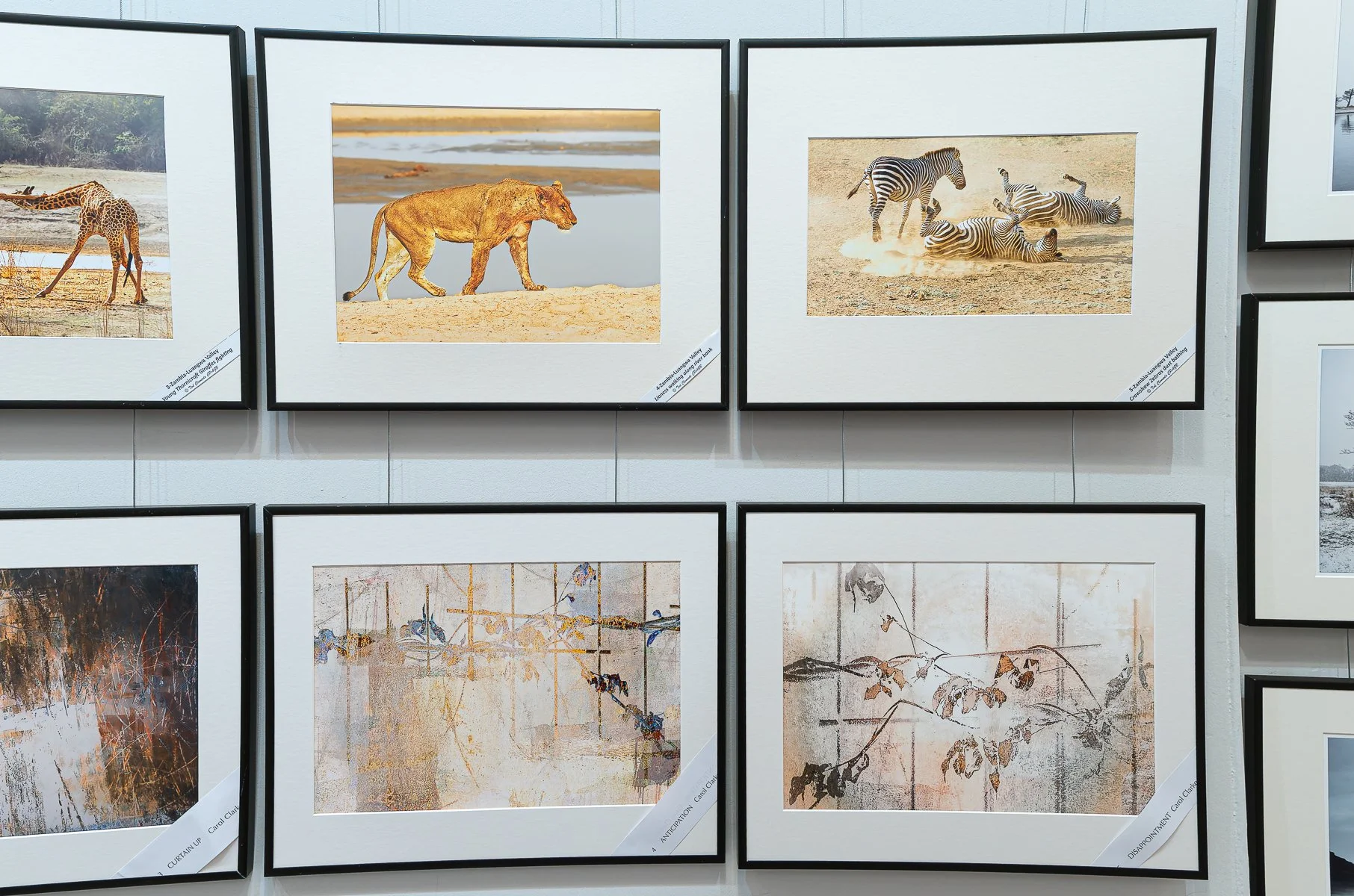 Monty_GAMMA at EPS_17.jpg