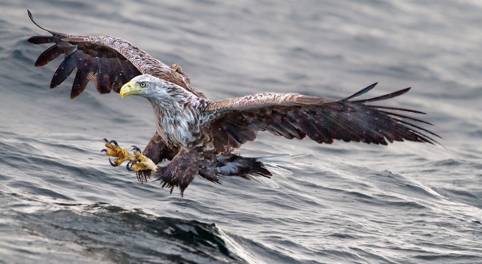 white tailed eagle.jpg