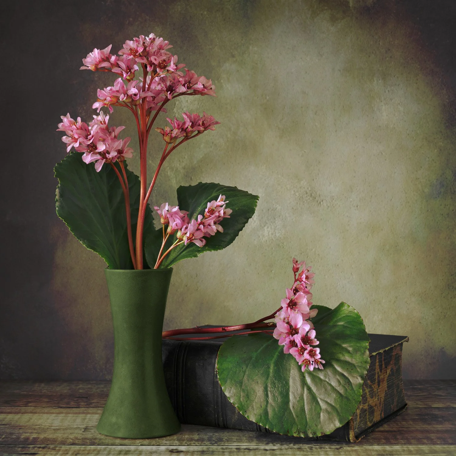 Sharon Sawyer - Bergenia - Elephant's Ears.jpg