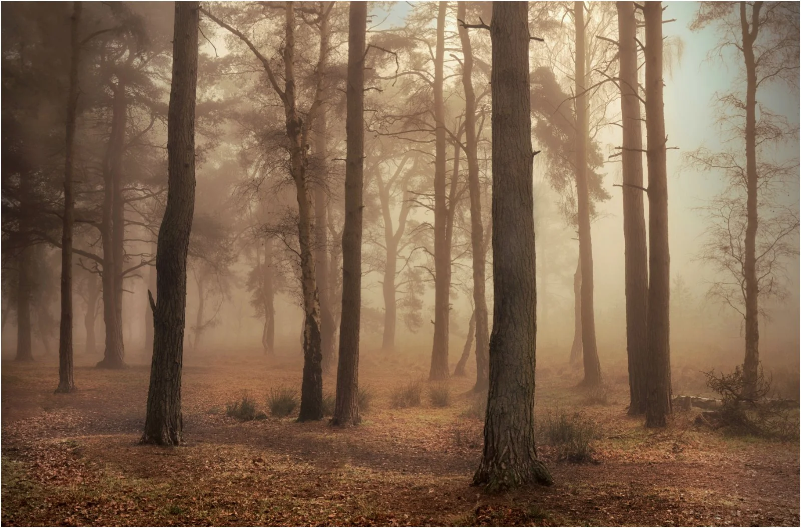Strensall Common:  Diminishing colour, detail and contrast can add depth to a two dimensional image