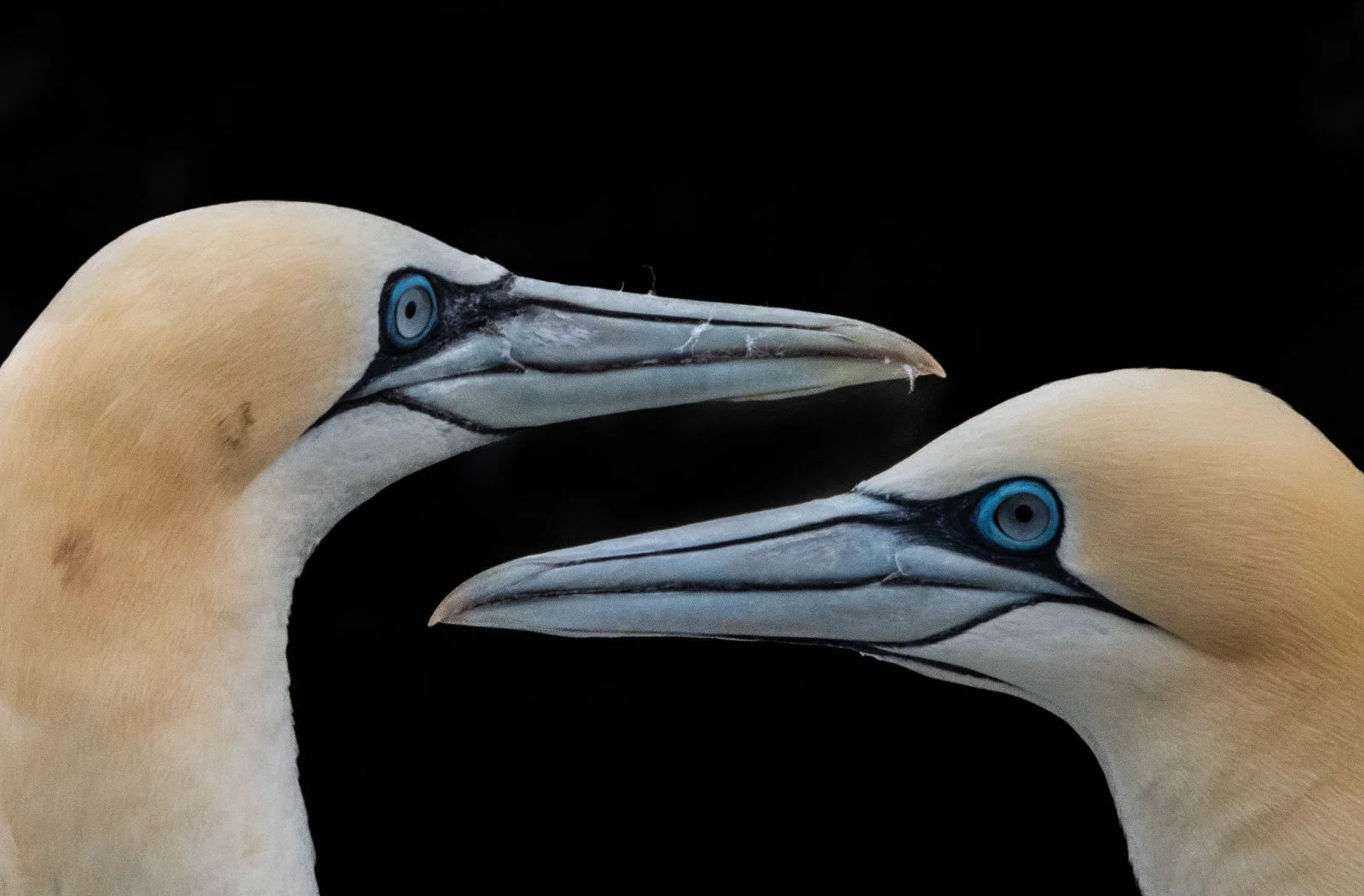 5.Gannet pairing.jpg
