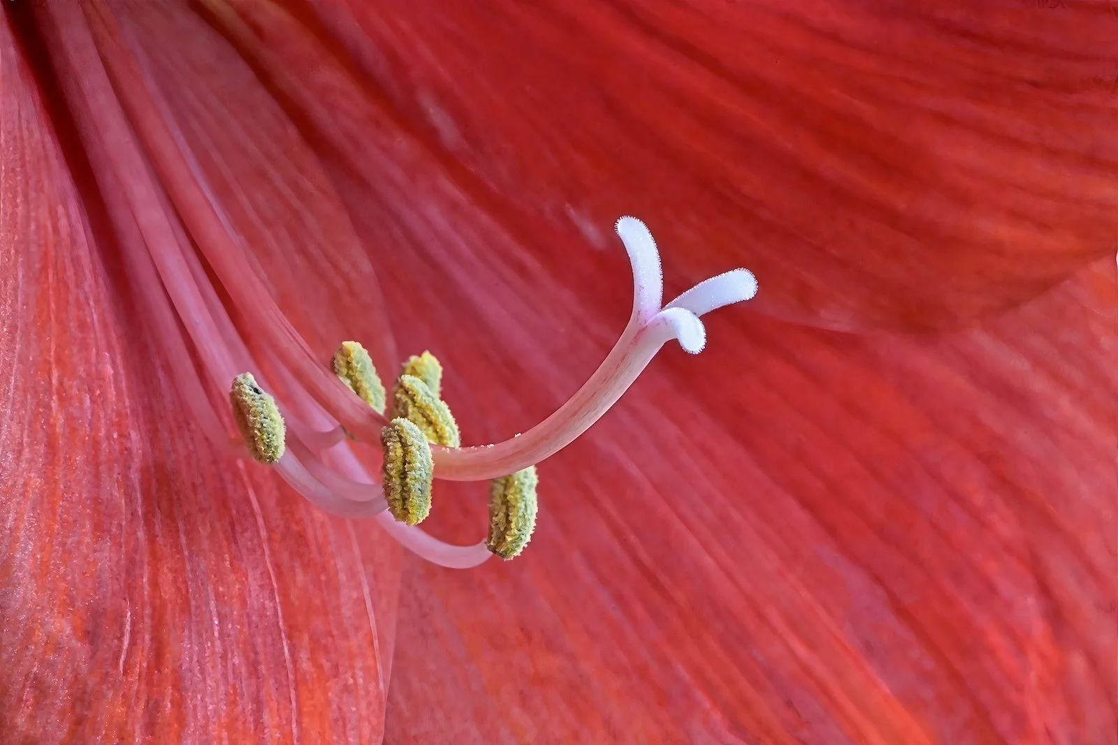 Amaryllis.jpeg