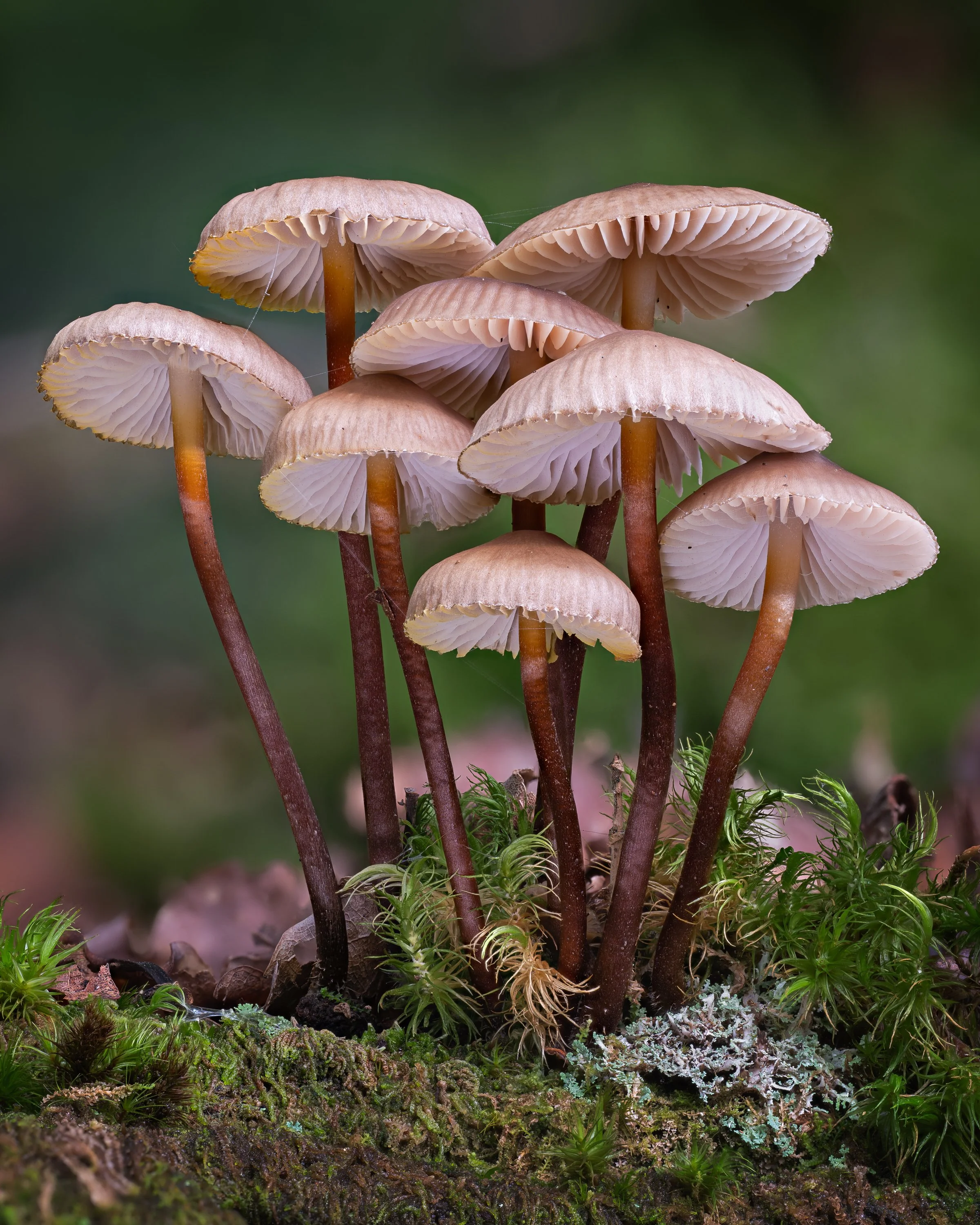 2025 11 - Mycena Inclinata.jpg