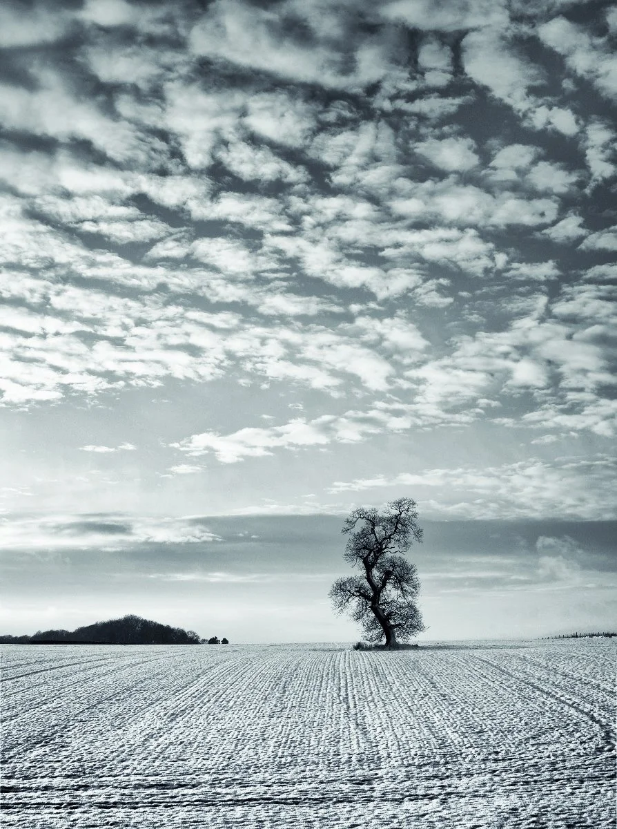 Landscape snow tree in snow mono DSC_0421.jpg
