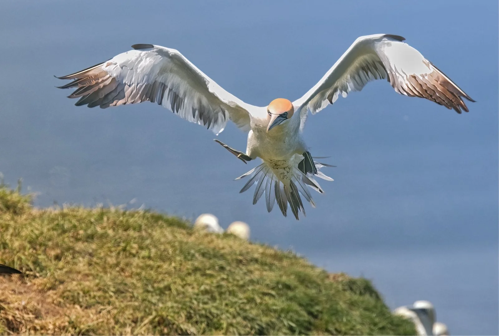 bempton gannet.jpg
