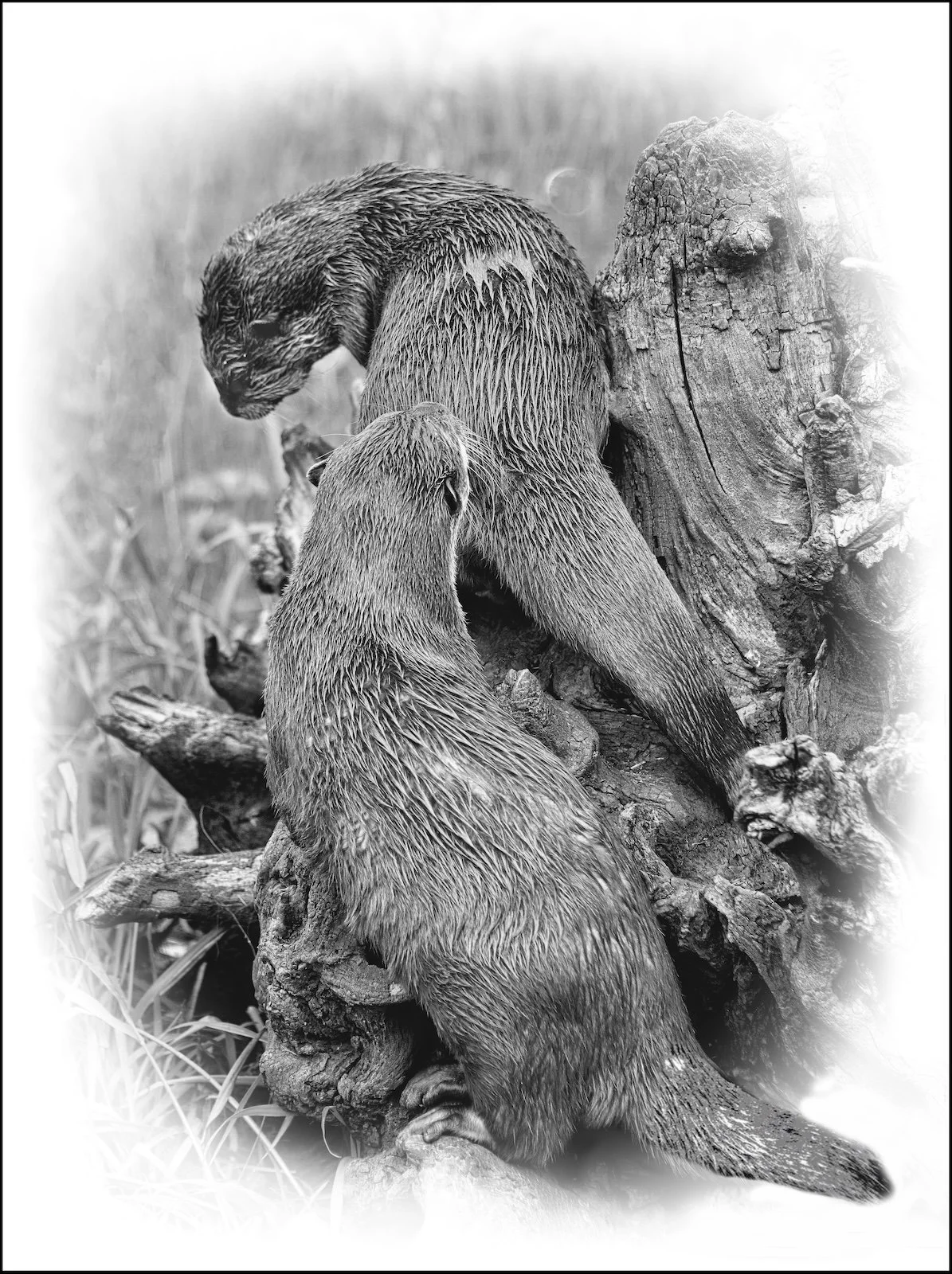 Asian Short-clawed Otters.jpeg..jpg