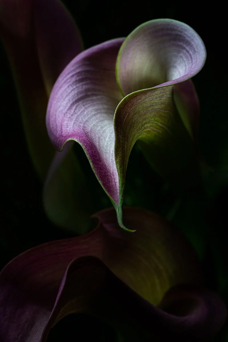 Arum Lily