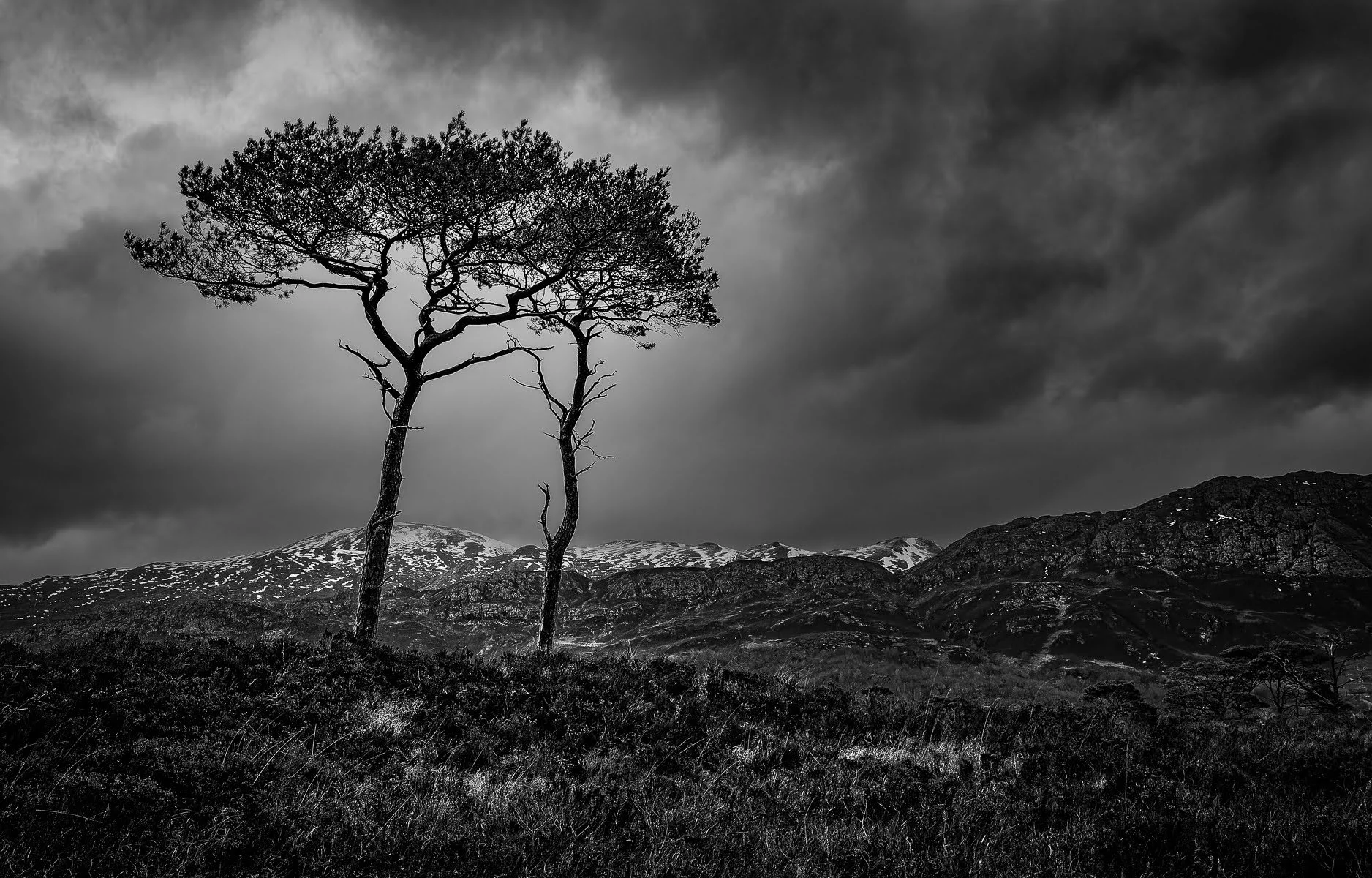Monty_Torridon_Good Companions.jpg