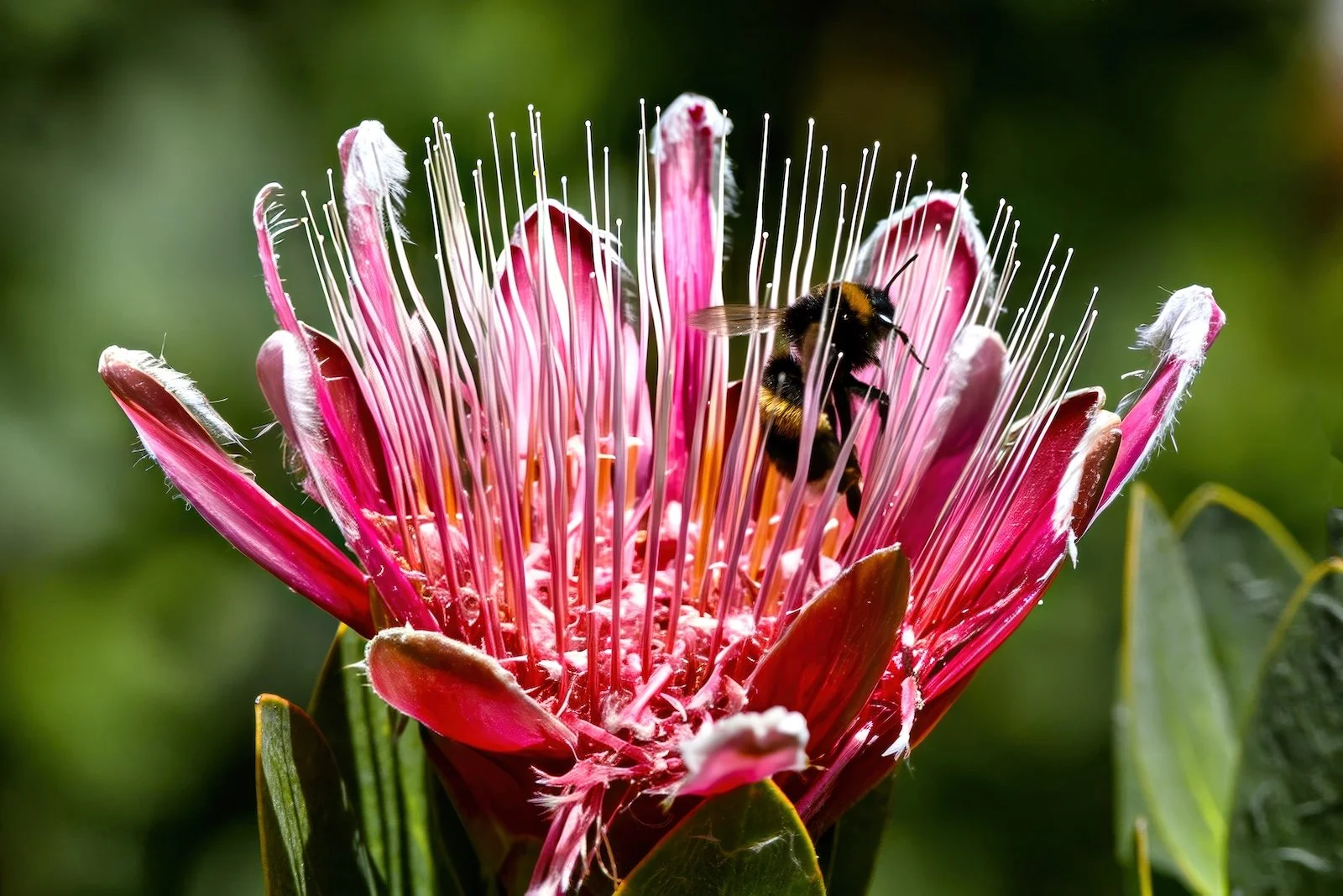 Protea flower and Bee.jpeg