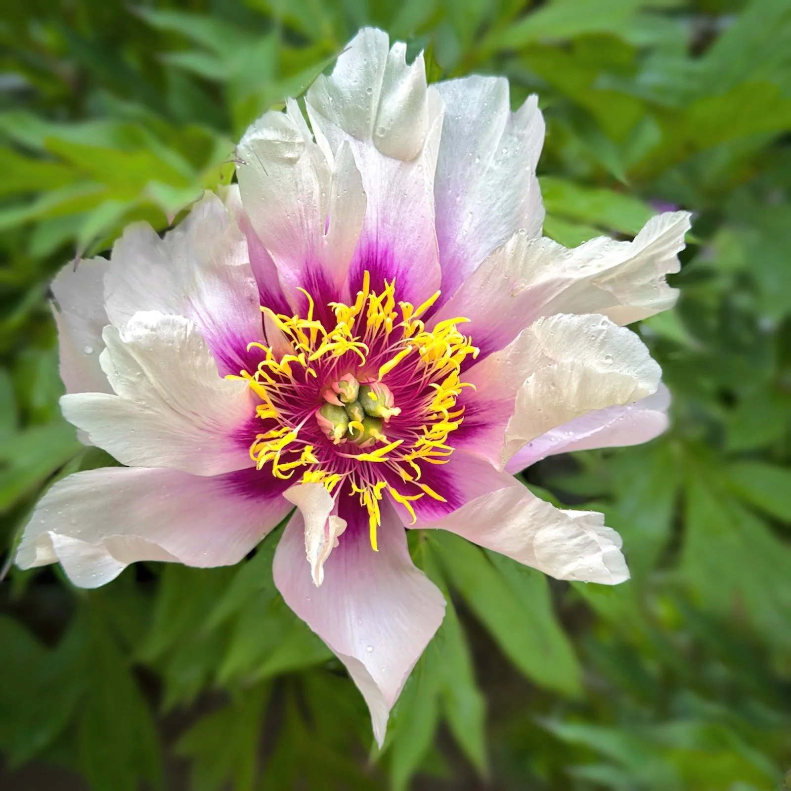 Peony copy.jpeg