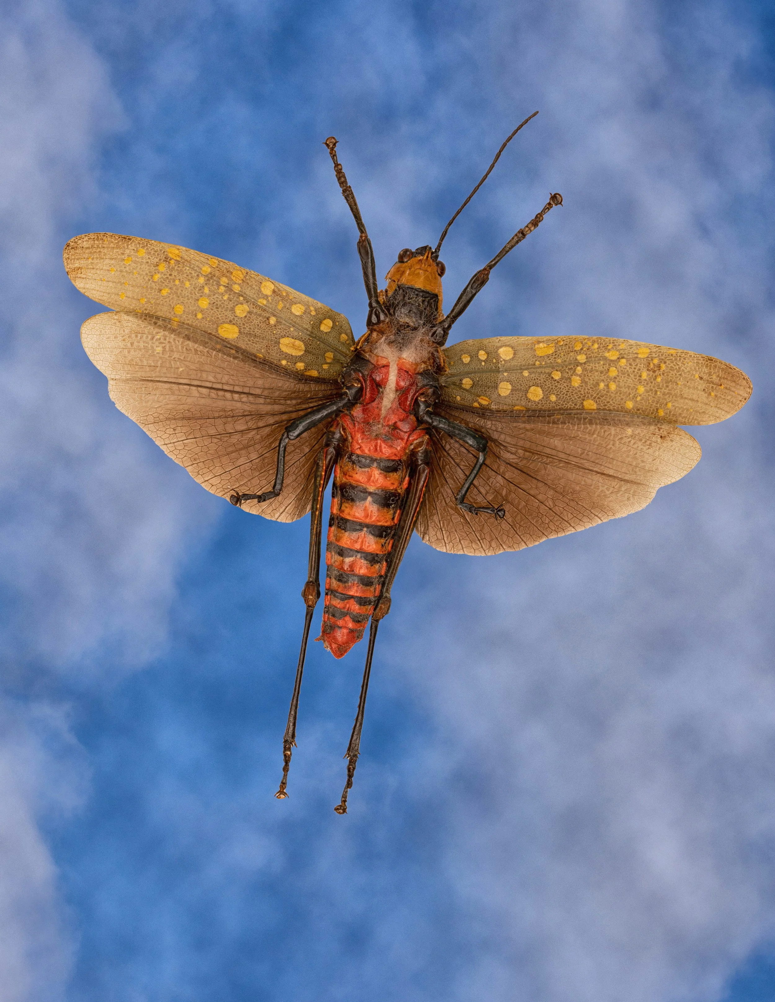 Cabinet of Curiosities 5.jpg