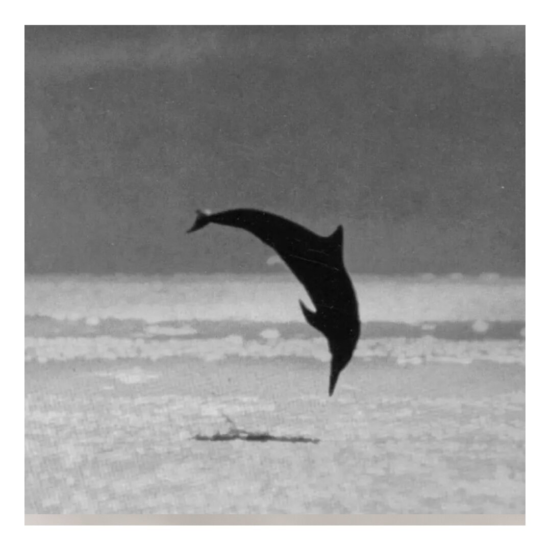 The friendly dolphin, 1967. Photo by Patricia Lauber.