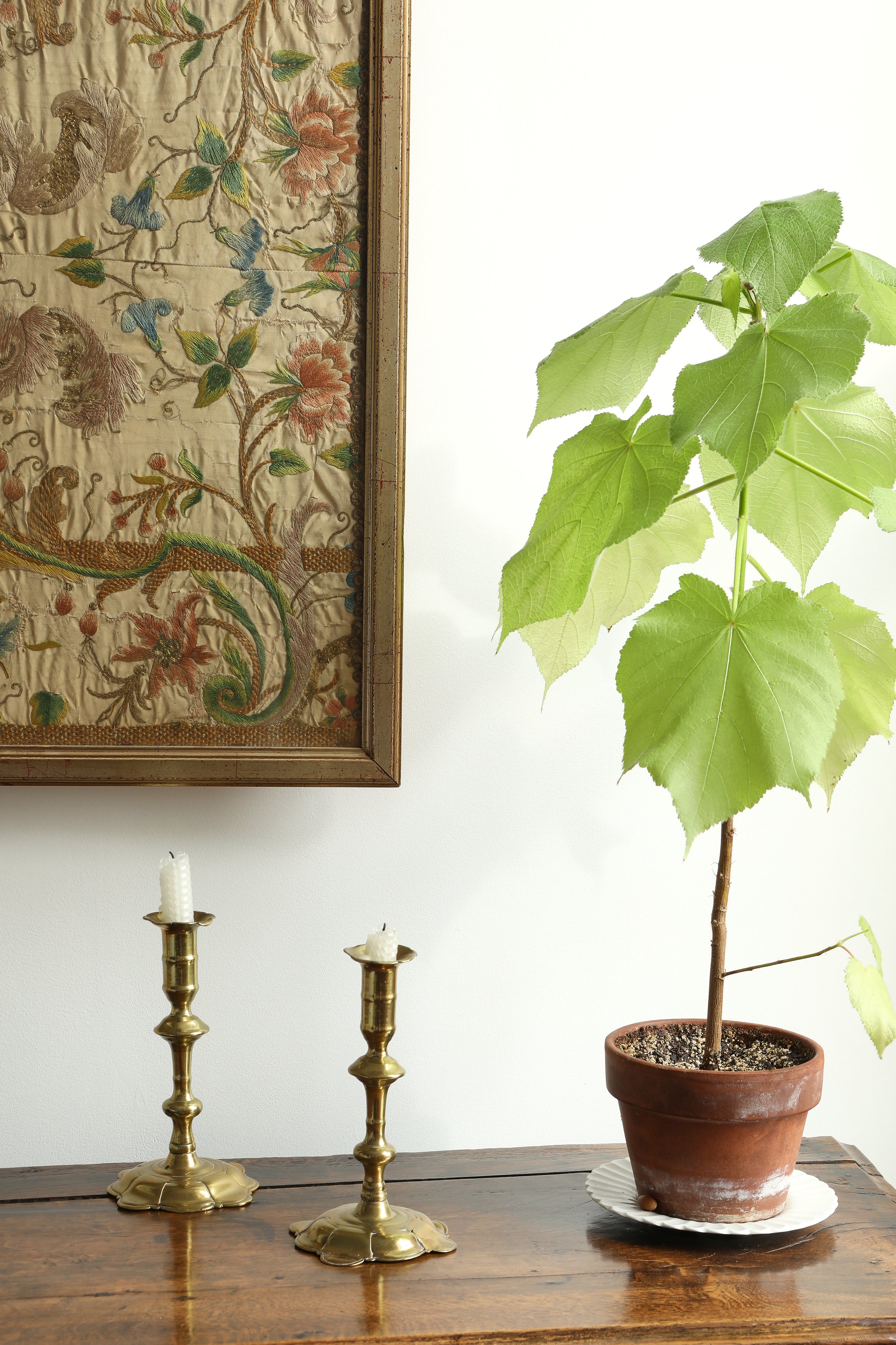 Curio Shop Spring 20246575.jpg