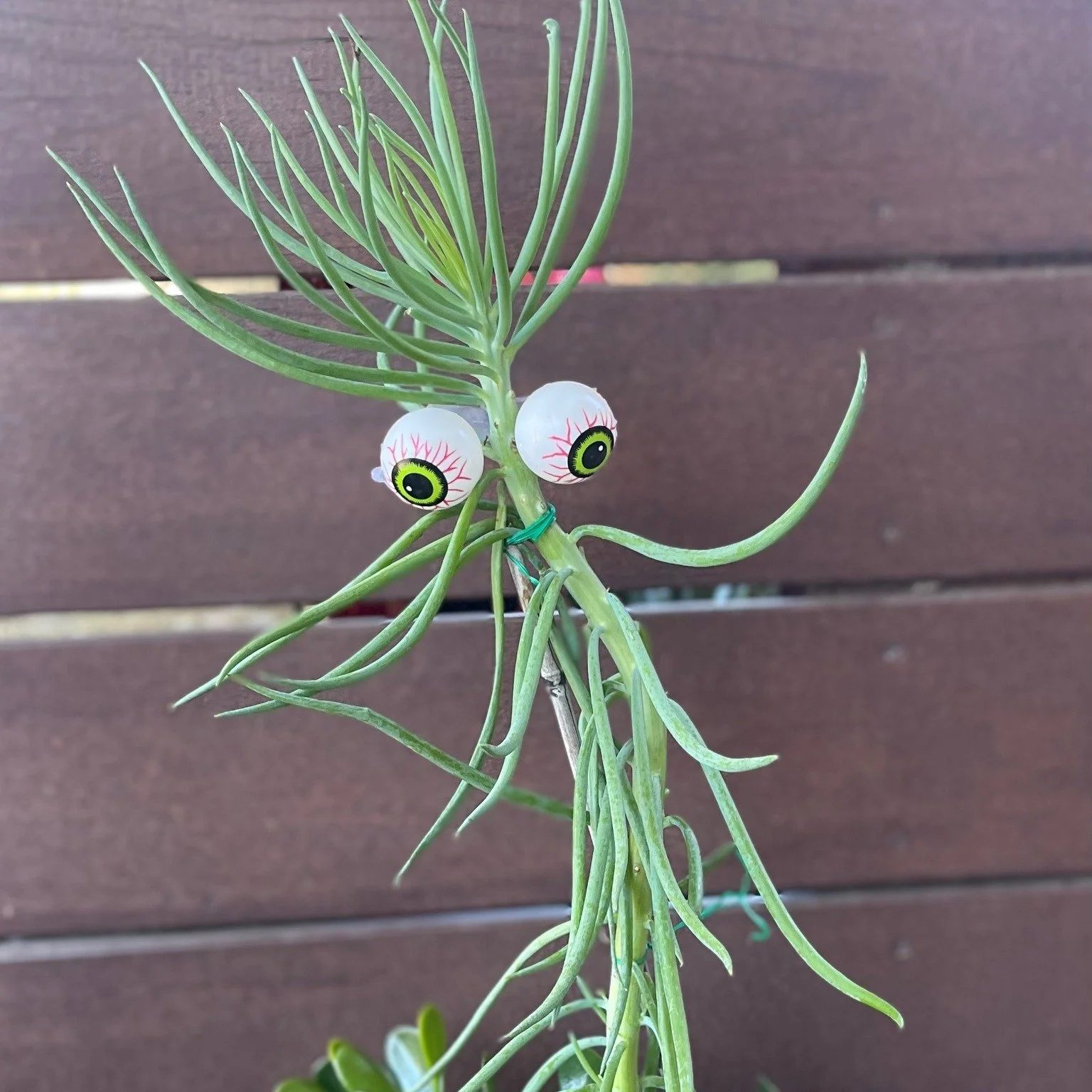 👀🎃 Spooky Saturday Shenanigans! 👻🌱
I spy with my little eye 👁️🍂 some wicked fall updates brewing! Need some 'eye'-catching decor for your outdoor oasis or green companions? Let's turn your garden into a spooktacular sight! 🕷️🌿 

Book now to e